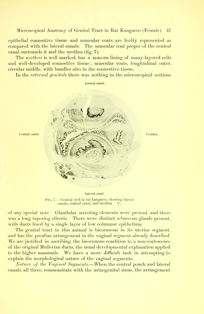 epithelial connective tissue and muscular coats are feebly represented as compared with the lateral canals. The muscular coat proper of the central canal surrounds it and the urethra (fig. 7). Tlie urethra is well marked, has a mucous lining of many-layered cells and well-developed connective tissue; muscular coats, longitudinal outer, circular middle, with bundles also in the connective tissue. In the external genitals there was nothing in the microscopical sections Lateral canal. I Urethra. Lateral canal. Fig. 7.—Genital cord in rat kangaroo, showing lateral canals, central canal, and urethra. of any special note. Glandular secreting elements were present, and tliere was a long tapering clitoris. Tliere were distinct seliaceous glands present, with ducts lined by a single layer of low columnar epithelium. The G;enital tract in this animal is bicornuous in its uterine seoinent, and has the peculiar arrangement in the vaginal segment already described. We are justified in ascribing the bicornuous condition to a non-coalescence of the original Mullerian ducts, the usual developmental explanation applied to the higher mammals. We have a more difficult task in attempting to explain the morphological nature of the vaginal segments. Nature of tJie Vaginal Segments.—When the central pouch and lateral canals, all three, communicate with the urinogenital sinus, the arrangement