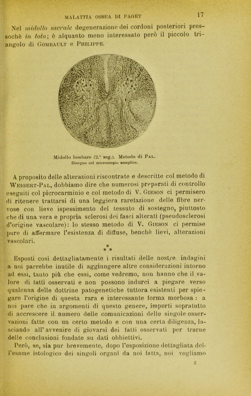 Nel midollo sacrale degenerazione dei cordoni posteriori pres- soché in toto\ è alquanto meno interessato però il piccolo tri- angolo di Gombault e Philippe. Midollo lombare (2.° seg.). Metodo di Pal. Disogrio col microscopio semplice. A proposito delle alterazioni riscontrate e descritte col metodo di Weioert-Pal, dobbiamo dire che numerosi preparati di ctmtrollo eseguiti col picrocarminio e col metodo di V. Gieson ci permisero di ritenere trattarsi di una leggiera rarefazione delle fibre ner- vose con lieve ispessimento del tessuto di sostegno, piuttosto che di una vera e propria sclerosi dei fasci alterati (pseudosclerosi d’origine vascolare): lo stesso metodo di V. Gieson ci permise pure di affermare resistenza di diffuse, benché lievi, alterazioni vascolari. * * * Esposti così dettagliatamente i risultati delle nostre indagini a noi parrebbe inutile di aggiungere altre considerazioni intorno ad essi, tanto più che essi, come vedremo, non hanno che il va- lore di tatti osservati e non possono indurci a piegare verso qualcuna delle dottrine patogenetiche tuttora esistenti per spie- gare l'origine di questa rara e interessante forma morbosa : a noi pare che in argomenti di questo genere, importi sopratutto di accrescere il numero delle comunicazipni delle singole osser- vazioni fatte con un certo metodo e con una certa diligenza, la- sciando air avvenire di giovarsi dei fatti osservati per trarne delle conclusioni fondate su dati obbiettivi. Però, se, sia pur brevemente, dopo l’esposizione dettagliata del- l’esaine istologico dei singoli organi da noi fattn, noi vogliamo