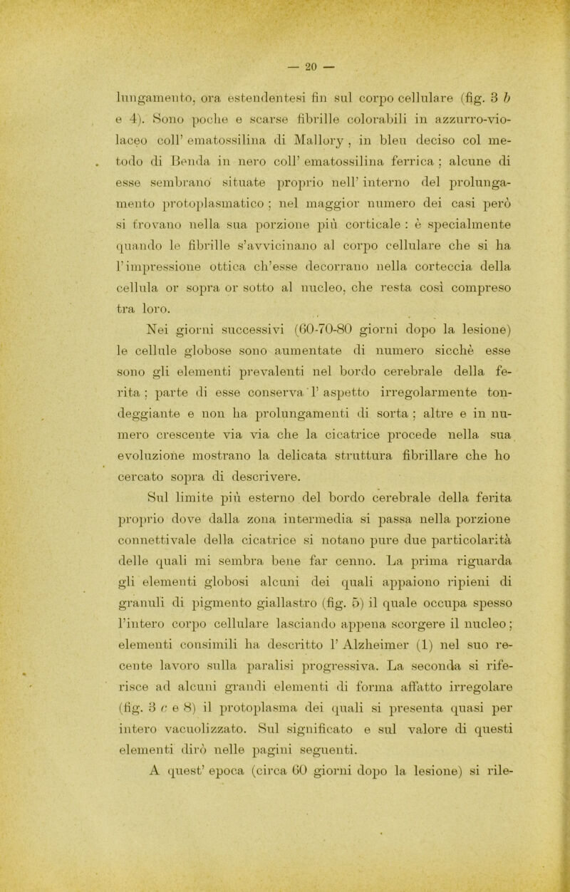 lungamente, ora estendenteHÌ fin sul corpo cellulare (fig. 3 h e 4). Sono poche e scarse fibrille colorabili in azzurro-vio- laceo coll’ ematossilina di Mallory , in bleu deciso col me- . todo di Benda in nero coll’ ematossilina ferrica ; alcune di esse sembrano' situate proprio nell’ interno del prolunga- mento protoplasmatico ; nel maggior numero dei casi però si trovano nella sua porzione più corticale : è specialmente quando le fibrille s’avvicinano al corpo cellulare che si ha l’impressione ottica ch’esse decorrano nella corteccia della cellula or sopra or sotto al nucleo, che resta cosi compreso tra loro. Nei giorni successivi (60-70-80 giorni dopo la lesione) le cellule globose sono aumentate di numero sicché esse sono gli elementi prevalenti nel bordo cerebrale della fe- rita ; parte di esse conserva ' 1’ asjjetto irregolarmente ton- deggiante e non ha prolungamenti di sorta ; altre e in nu- mero crescente via via che la cicatrice procede nella sua_ evoluzione mostrano la delicata struttura fibrillare che ho cercato sopra di descrivere. Sul limite più esterno del bordo cerebrale della ferita proprio dove dalla zona intermedia si passa nella porzione connetti vale della cicatrice si notano pure due particolarità delle quali mi sembra bejie far cenno. La prima riguarda gli elementi globosi alcuni dei quali appaiono ripieni di granuli di pigmento giallastro (fig. 5) il quale occupa spesso l’intero corpo cellulare lasciando appena scorgere il nucleo ; elementi consimili ha descritto 1’ Alzheimer (1) nel suo re- cente lavoro sulla paralisi progressiva. La seconda si rife- risce ad alcuni grandi elementi di forma aftatto irregolare (fig. 3 r; e 8) il protoplasma dei (piali si presenta quasi per intero vacuolizzato. Sul significato e sul valore di questi elementi dirò nelle pagini seguenti. A quest’ epoca (circa 60 giorni dopo la lesione) si rile-