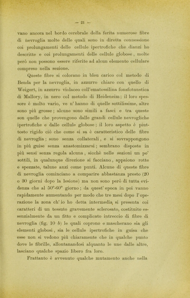 vano ancora nel bordo cerebrale della ferita numerose fibre di nevroglia molte delle quali sono in diretta connessione coi prolungamenti delle cellule ipertroficlie die dianzi lio descritte e coi prolungamenti delle cellule globose , molte però non possono essere riferite ad alcun elemento cellulare compreso nella sezione. Queste fibre si colorano in bleu carico col metodo di Benda per la nevroglia, in azzurro chiaro con ' quello di Weigert, in azzurro violaceo coll’ematossilina fonsfotunstica di Mallory, in nero col metodo di Heideneim ; il loro s]oes- sore è molto vario, ve n’ hanno di quelle sottilissime, altre sono più grosse ; alcune sono simili a fasci e tra queste son quelle che provengono dalle grandi cellule nevrogliche ipertrofiche e dalle cellule globose ; il loro aspetto è piut- tosto rigido ciò che come si sa è caratteristico delle fibre di nevroglia ; sono senza collaterali , e si sovrappongono in più guise senza anastomizzarsi ; sembrano disposte in più sensi senza regola alcuna , sicché nelle sezioni un po’ sottili, in qualunque direzione si facciano., appaiono rotte e spezzate, talune anzi come punti. Alcune di queste fibre di nevroglia cominciano a comparire abbastanza presto (20 0 30 giorni dopo la lesione) ma non sono però di tutta evi- denza che al 50^-60*^ giorno ; da quest’ epoca in poi vanno rapidamente aumentando per modo che tre mesi dopo l’o23e- razione la zona eh’ io ho detta intermedia si presenta coi caratteri di un tessuto gravemente sclerosato, costituito es- senzialmente da un fitto e complicato intreccio di fibre di nevroglia (fig. 10 b) le quali coprono e mascherano sia gli elementi globosi , sia le cellule ipertrofiche in guisa che esse non si vedono più chiaramente che in qualche punto dove le fibrille, allontanandosi alquanto le une dalle altre, lasciano qualche spazio libero fra loro. Frattanto è avvenuto qualche mutamento anclie nella