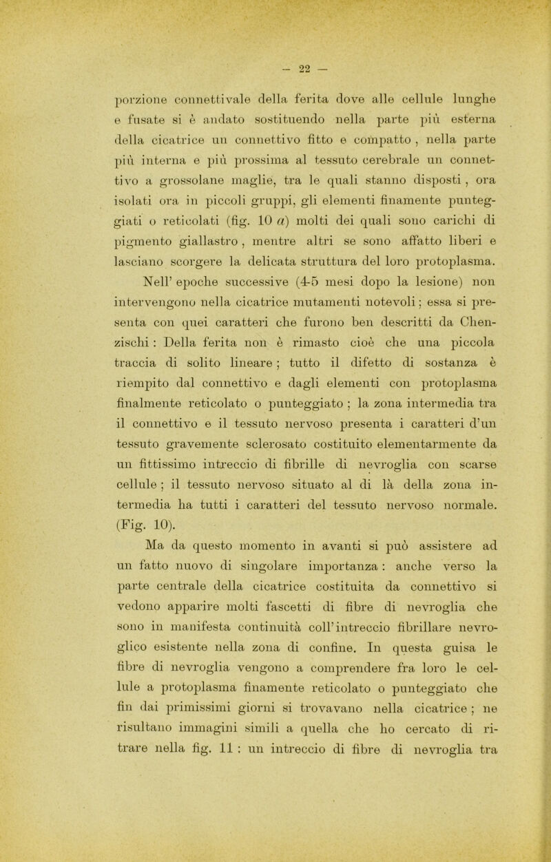 porzione connettivale della ferita dove alle cellule lunghe e fusate si è andato sostituendo nella parte più esterna della cicatrice un connettivo fitto e compatto , nella parte più interna e più prossima al tessuto cerebrale un connet- tivo a grossolane maglie, tra le quali stanno disposti , ora isolati ora in piccoli gruppi, gli elementi finamente punteg- giati o reticolati (fig. 10 a) molti dei quali sono carichi di pigmento giallastro , mentre altri se sono affatto liberi e lasciano scorgere la delicata struttura del loro protoplasma. Nell’ epoche successive (4-6 mesi dopo la lesione) non intervengono nella cicatrice mutamenti notevoli; essa si senta con quei caratteri che furono ben descritti da Chen- zischi : Della ferita non è rimasto cioè che una piccola traccia di solito lineare ; tutto il difetto di sostanza è riempito dal connettivo e dagli elementi con protoplasma finalmente reticolato o punteggiato ; la zona intermedia tra il connettivo e il tessuto nervoso presenta i caratteri d’un tessuto gravemente sclerosato costituito elementarmente da un fittissimo intreccio di fibrille di nevroglia con scarse cellule ; il tessuto nervoso situato al di là della zona in- termedia ha tutti i caratteri del tessuto nervoso normale. (Fig. 10). Ma da questo momento in avanti si può assistere ad un fatto nuovo di singolare importanza : anche verso la parte centrale della cicatrice costituita da connettivo si vedono apparire molti fascetti di fibre di nevroglia che sono in manifesta continuità coll’intreccio fibrillare nevro- glico esistente nella zona di confine. In questa guisa le fibre di nevroglia vengono a comprendere fra loro le cel- lule a protoplasma finamente reticolato o punteggiato che fin dai primissimi giorni si trovavano nella cicatrice ; ne risultano immagini simili a quella che ho cercato di ri- trare nella fig. li ; un intreccio di fibre di nevroglia tra