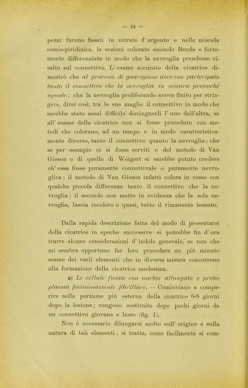 pezzi furono fissati in nitrato d’ argento e nella miscela osmio-2iiridinica, le sezioni colorate secondo Benda e forte- mente differenziate in modo che la nevroglia prendesse ri- salto sul connettivo. L’ esame accurato della cicatrice di- mostrò che al processo di fjuarUiìoìie aoev'tno partecipato tanto il conneltivo che la nevrofjlia in niisura pressoché mjuale ; che la nevroglia proliferando aveva finito strin- gere, direi così, tra le sue maglie il connettivo in modo che sarebbe stato assai difficile distinguerli 1’ uno dall’altra, se all’ esame della cicatrice non si fosse proceduto con me- todi che colorano, ad un tem230 e in modo caratteristica- mente diverso, tanto il connettivo quanto là nevroglia ; che se esemjDÌo ci si fosse serviti o del metodo di Van Gieson o di quello di Weigert si sarebbe potuto credere eh’ essa fosse puramente connettivale o puramente nevro- glica ; il metodo di Van Gieson infatti colora in rosso con qualche piccola differenza tanto il connettivo che la ne- vroglia ; il secondo non mette in evidenza che la sola ne- vroglia, lascia incoloro o quasi, tutto il rimanente tessuto. Dalla raj^ida descrizione fatta del modo di presentarsi della cicatrice in epoche successive • si potrebbe fin d’ ora trarre alcune considerazioni d’ indole generale,’ se non che mi sembra opportuno far loro procedere un più minuto esame dei varii elementi che in diversa misura concorrono alla formazione della cicatrice medesima. a) Le cellule fusate con nueieo allungato e pì'oto- plasma fini ssi mai nen te fihrillai'e. — Cominciano a compa- rire nella porzione più esterna della cicatrice 6-8 giorni doj30 la lesione ; vengono sostituite dopo pochi giorni da un connettivo giovane e lasso (fig. 1). Non è necessario dilungarsi molto snll’ origine e sulla natura di tali elementi ; si tratta, come facilmente si coni-