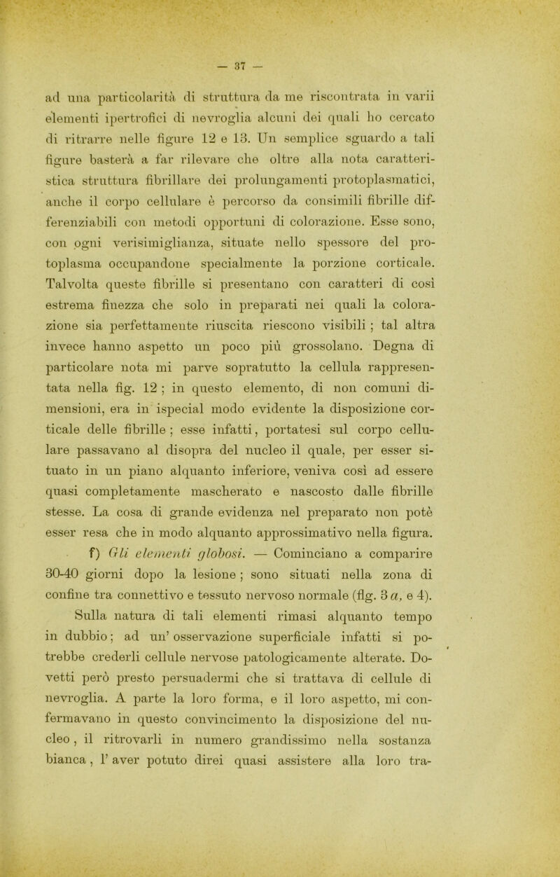 ad lina particolarità di struttura da me riscontrata in varii « elementi ipertrofici di nevroglia alcuni dei quali ho cercato di ritrarre nelle figure 12 e 13. Un semplice sguardo a tali ficrure basterà a far rilevare che oltre alla nota caratteri- stica struttura fibrillare dei prolungamenti protoplasmatici, anche il corpo cellulare è percorso da consimili fibrille dif- ferenziabili con metodi opportuni di colorazione. Esse sono, con ogni verisimiglianza, situate nello spessore del pro- toplasma occupandone specialmente la porzione corticale. Talvolta queste fibrille si presentano con caratteri di cosi estrema finezza che solo in preparati nei quali la colora- zione sia perfettamente riuscita riescono visibili ; tal altra invece hanno aspetto un poco più grossolano. Degna di particolare nota mi parve sopratutto la cellula rappresen- tata nella fig. 12 ; in questo elemento, di non comuni di- mensioni, era in ispecial modo evidente la disposizione cor- ticale delle fibrille ; esse infatti, portatesi sul corpo cellu- lare passavano al disopra del nucleo il quale, per esser si- tuato in un piano alquanto inferiore, veniva cosi ad essere quasi completamente mascherato e nascosto dalle fibrille stesse. La cosa di grande evidenza nel preparato non potè esser resa che in modo alquanto approssimativo nella figura. f) Gli elementi globosi. — Cominciano a comparire 30-40 giorni dopo la lesione ; sono situati nella zona di confine tra connettivo e tessuto nervoso normale (fig. 3 e 4). Sulla natura di tali elementi rimasi alquanto tempo in dubbio ; ad un’ osservazione superficiale infatti si po- trebbe crederli cellule nervose patologicamente alterate. Do- vetti però presto persuadermi che si trattava di cellule di nevroglia. A parte la loro forma, e il loro aspetto, mi con- fermavano in questo convincimento la disposizione del nu- cleo , il ritrovarli in numero grandissimo nella sostanza bianca, l’aver potuto direi quasi assistere alla loro tra-