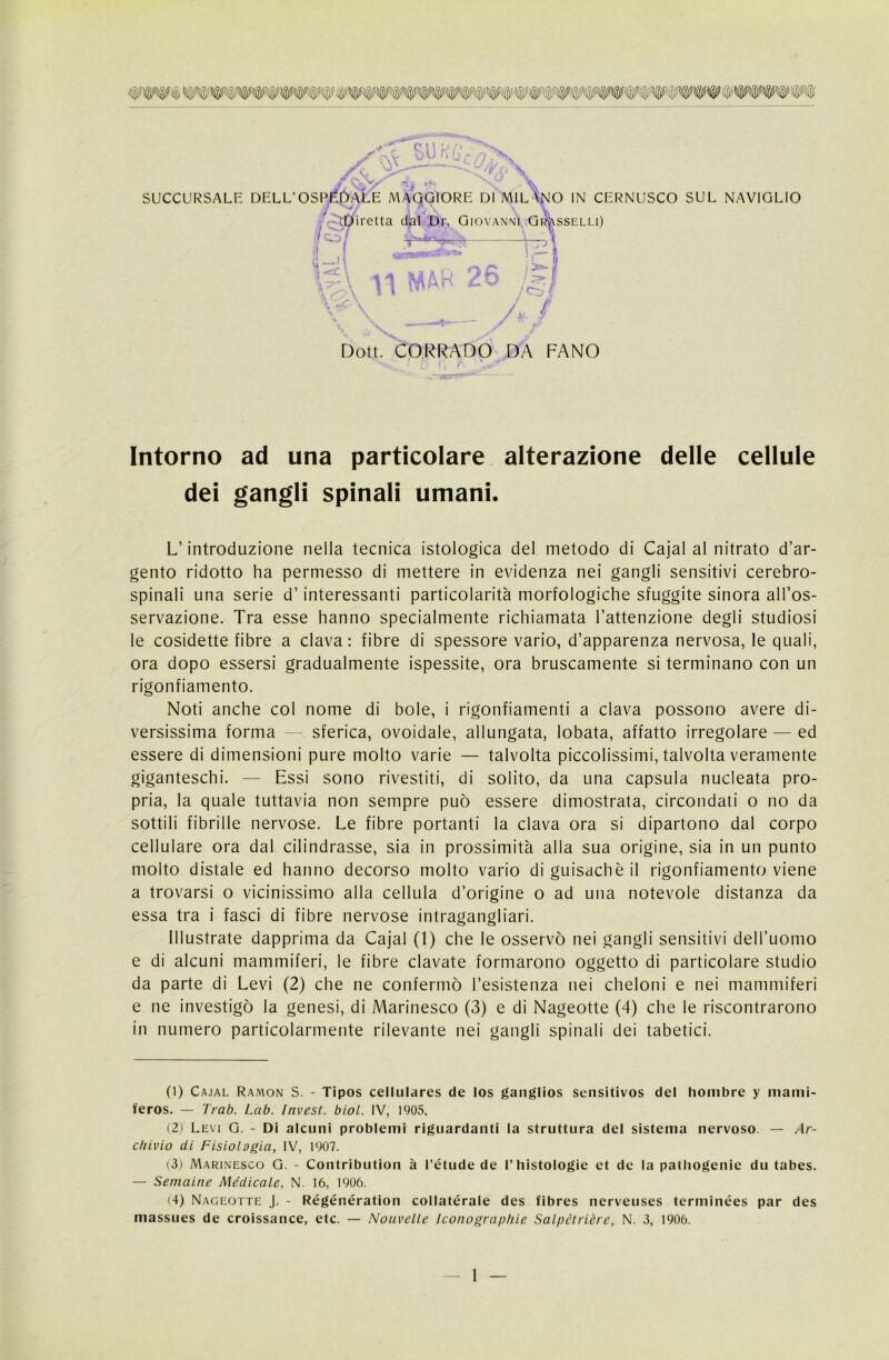 SUCCURSALE DELL'OSPEDALE MAGGIORE DI MIL O IN CERNUSCO SUL NAVIGLIO Dott. CORRADO DA FANO Intorno ad una particolare alterazione delle cellule dei gangli spinali umani. L’introduzione nella tecnica istologica del metodo di Cajal al nitrato d’ar- gento ridotto ha permesso di mettere in evidenza nei gangli sensitivi cerebro- spinali una serie d’interessanti particolarità morfologiche sfuggite sinora all’os- servazione. Tra esse hanno specialmente richiamata l’attenzione degli studiosi le cosidette fibre a clava: fibre di spessore vario, d’apparenza nervosa, le quali, ora dopo essersi gradualmente ispessite, ora bruscamente si terminano con un rigonfiamento. Noti anche col nome di bole, i rigonfiamenti a clava possono avere di- versissima forma — sferica, ovoidale, allungata, lobata, affatto irregolare — ed essere di dimensioni pure molto varie — talvolta piccolissimi, talvolta veramente giganteschi. — Essi sono rivestiti, di solito, da una capsula nucleata pro- pria, la quale tuttavia non sempre può essere dimostrata, circondati o no da sottili fibrille nervose. Le fibre portanti la clava ora si dipartono dal corpo cellulare ora dal cilindrasse, sia in prossimità alla sua origine, sia in un punto molto distale ed hanno decorso molto vario di guisachè il rigonfiamento viene a trovarsi o vicinissimo alla cellula d’origine o ad una notevole distanza da essa tra i fasci di fibre nervose intragangliari. Illustrate dapprima da Cajal (1) che le osservò nei gangli sensitivi dell’uomo e di alcuni mammiferi, le fibre davate formarono oggetto di particolare studio da parte di Levi (2) che ne confermò 1’esistenza nei cheioni e nei mammiferi e ne investigò la genesi, di Marinesco (3) e di Nageotte (4) che le riscontrarono in numero particolarmente rilevante nei gangli spinali dei tabetici. (1) Cajal Ramon S. - Tipos cellulares de los ganglios sensitivos del honibre y mami- feros. — Trab. Lab. Invest. biol. IV, 1905, (2) Levi G. - Di alcuni problemi riguardanti la struttura del sistema nervoso — Ar- chivio di Fisiologia, IV, 1907. (3) Marinesco G. - Contribution à l’étude de r li istologie et de la pathogenie du tabes. — Seniaine Medicale, N. 16, 1906. (4) Nageotte J. - Régénération collaterale des fibres nerveuses terniinées par des massues de croissance, etc. — Nouvelle Iconographie Salpétrière, N. 3, 1906.