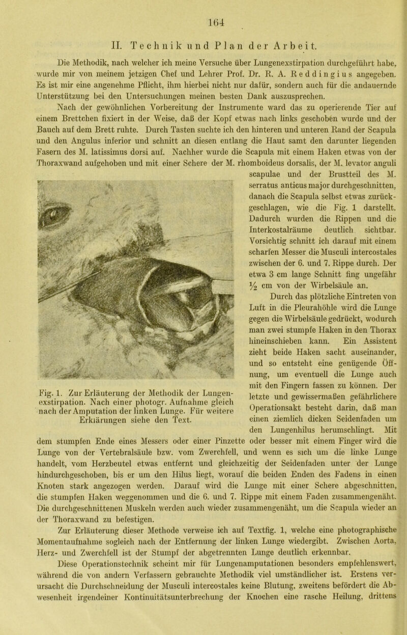 1H4 II. T e c li 11 i k und Plan der Arbeit. Die Methodik, nach welcher ich meme Versuche über Lungenexstirpation durchgeführt habe, wurde mir von memem jetzigen Chef und Lehrer Prof. Dr. R. A. R e d d i n g i u s angegeben. Es ist mir eme angenehme Pflicht, ihm hierbei nicht nur dafür, sondern auch für die andauernde Unterstützung bei den Untersuchungen meinen besten Dank auszusprechen. Nach der gewöhnlichen Vorbereitung der Instrumente ward das zu operierende Tier auf einem Brettchen fixiert in der Weise, daß der Kopf etwas nach links geschoben wurde und der Bauch auf dem Brett rulite. Durch Tasten suchte ich den hinteren und unteren Rand der Scapula und den Angulus inferior und schnitt an diesen entlang die Haut samt den darunter hegenden Fasern des M. latissimus dorsi auf. Nachher wm’de die Scapula mit einem Haken etwas von der Thoraxwand aufgehoben und mit einer Schere der M. rhomboideus dorsahs, der M. levator anguh Scapulae und der Brustteil des M. serratus anticus major durchgeschnitten, danach die Scapula selbst etwas zurück- geschlagen, \vie die Fig. 1 darstellt. Dadurch wurden die Rippen und die Interkostalräume deuthch sichtbar. Vorsichtig schnitt ich darauf mit einem scharfen Messer die Muscuh intercostales zwischen der 6. und 7. Rippe durch. Der etwa 3 cm lange Schnitt fing ungefähr 14 cm von der Wirbelsäule an. Durch das plötzhche Eintreten von Luft in die Pleurahöhle wird die Lunge gegen die Wirbelsäule gedrückt, wodurch man zwei stumpfe Haken in den Thorax hineinschieben kann. Em Assistent zieht beide Haken sacht auseinander, und so entsteht eine genügende Öff- nung, um eventuell die Lunge auch mit den Fingern fassen zu können. Der letzte und gewissermaßen gefährhchere Operationsakt besteht darin, daß man eüien ziemlich dicken Seidenfaden um den Lungenhüus herumschlingt. Mit dem stumpfen Ende emes Messers oder einer Pmzette oder besser mit emem Finger wird die Lunge von der Vertebralsäule bzw. vom ZwerchfeD, und wenn es sich um die linke Lunge handelt, vom Herzbeutel etwas entfernt imd gleichzeitig der Seidenfaden unter der Limge hindurchgeschoben, bis er um den Hüus hegt, worauf die beiden Enden des Fadens hi einen Knoten stark angezogen werden. Darauf whd die Lunge mit einer Schere abgeschiiitten, die stumpfen Haken weggenommen und die 6. imd 7. Rippe mit emem Faden zusammengenäht. Die durchgeschnittenen Muskehi werden auch wieder zusammengenäht, um die Scapida vieder an der Thoraxwand zu befestigen. Ziu- Erläuterung dieser Methode verweise ich auf Textfig. 1, welche eine photographische Momentaufnahme sogleich nach der Entfernung der hnken Lunge vdedergibt. Zwischen Aorta, Herz- und Zwerchfell ist der Stumpf der abgetrennten Lunge deuthch erkennbar. Diese Operationstechnik scheint mir für Lungenamputationen besonders empfehlenswert, während die von andern Verfassern gebrauchte Methodik viel umständlicher ist. Erstens ver- ursacht die Durchsclmeidung der Muscuh intercostales keine Blutung, zweitens befördert che Ab- wesenheit irgendemer Kontinuitätsunterbrechung der Knochen eine rasche Heilung, drittens Fig. 1. Zur Erläuterung der Methodik der Lungen- exstirpation. Nach einer photogr. Aufnahme gleich nach der Amputation der linken Lunge. Für weitere Erklärungen sielie den Text.