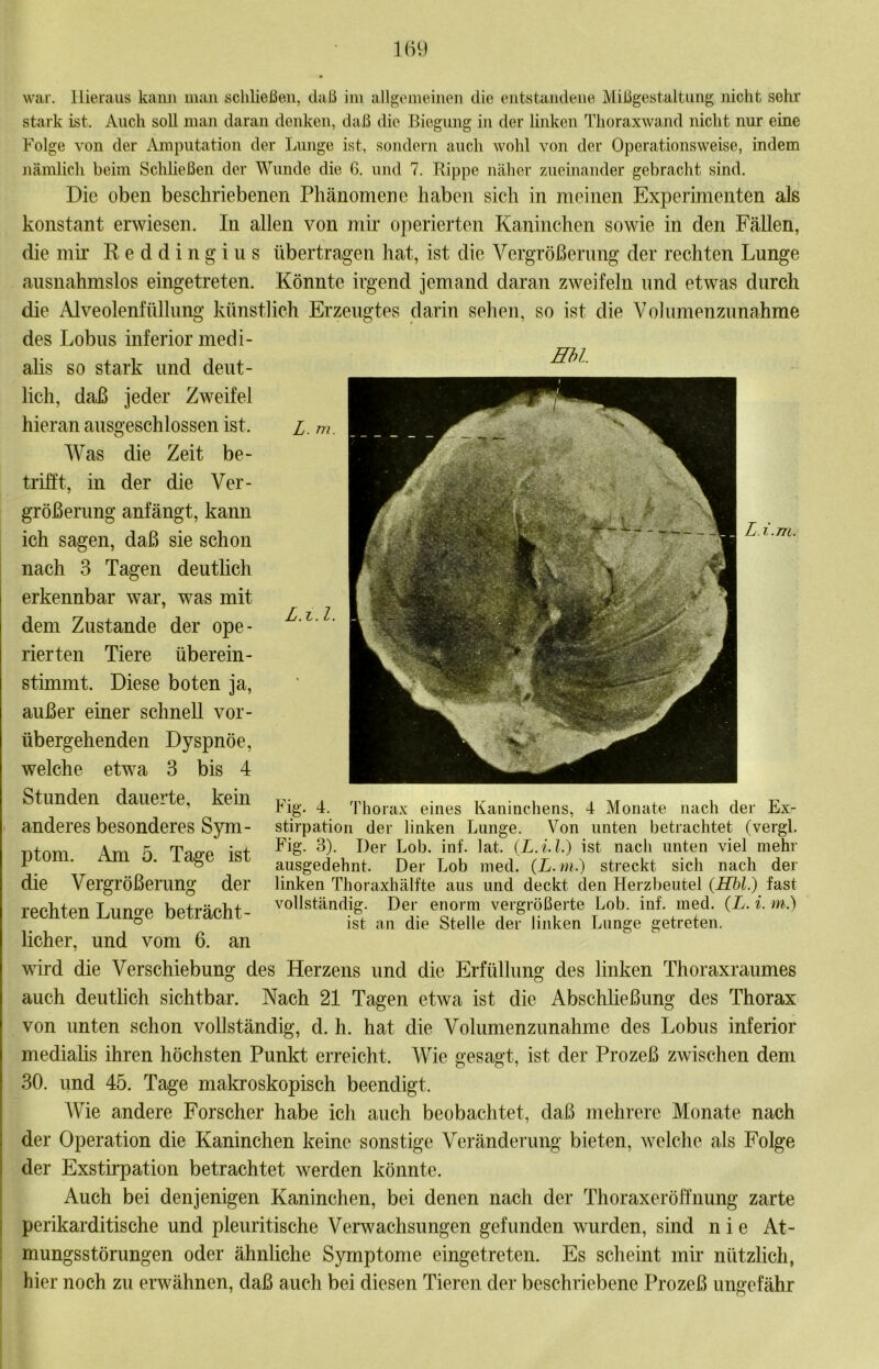 Li.m. L.i.l. Will'. Hieraus kaim man schließen, daß im allgemeinen die entstandene Mißgestaltimg nicht sein stark ist. Auch soll man daran denken, daß die Biegung in der linken Thoraxwand nicht nur eine Folge von der iVmputation der Lunge ist, sondern auch wohl von der Operationsweise, indem nämlich beim Schließen der Wunde die G. und 7. Rippe näher zueinander gebracht sind. Die oben beschriebenen Phänomene haben sich in meinen Experimenten als konstant erwiesen. In allen von mir operierten Kaninchen sowie in den Fällen, die mir R e d d i n g i ii s übertragen hat, ist die Vergrößerung der rechten Lunge ausnahmslos eingetreten. Könnte irgend jemand daran zweifeln und etwas durch die Alveolenfülhmg künstlich Erzeugtes darin sehen, so ist die Volumenzunahme des Lohns inferior medi- ahs so stark und deut- lich, daß jeder Zweifel hieran ausgeschlossen ist. l. m. Was die Zeit be- trifft, in der die Ver- größerung anfängt, kann ich sagen, daß sie schon nach 3 Tagen deutheh erkennbar war, was mit dem Zustande der ope- rierten Tiere überein- stimmt. Diese boten ja, außer einer schnell vor- übergehenden Dyspnöe, welche etwa 3 bis 4 Stunden dauerte, kein anderes besonderes Sym- ptom. Am 5. Tage ist die Vergrößerung der rechten Lunge beträcht- licher, und vom 6. an wird die Verschiebung des Herzens und die Erfüllung des linken Thoraxraumes auch deutlich sichtbar. Nach 21 Tagen etwa ist die Abschließung des Thorax von unten schon vollständig, d. h. hat die Volumenzunahme des Lohns inferior mediahs ihren höchsten Punkt erreicht. Wie gesagt, ist der Prozeß zwischen dem 30. und 45. Tage malcroskopisch beendigt. AVie andere Forscher habe ich auch beobachtet, daß mehrere Monate nach der Operation die Kaninchen keine sonstige Veränderung bieten, welche als Folge der Exstirpation betrachtet werden könnte. Auch bei denjenigen Kaninchen, bei denen nach der Thoraxeröflnung zarte perikarditische und pleuritische Verwachsungen gefunden wurden, sind nie At- mungsstörungen oder ähnliche Symptome eingetreten. Es scheint mir nützlich, hier noch zu erwähnen, daß auch bei diesen Tieren der beschriebene Prozeß ungefähr Fig. 4. Thorax eines Kaninchens, 4 Monate nach der Ex- stirpation der linken Lunge. Von unten betrachtet (vergl. Fig. 3). Der Lob. inf. lat. (L.i.l.) ist nach unten viel mehr ausgedehnt. Der Lob med. (L.ni.) streckt sich nach der linken Thoraxhälfte aus und deckt den Herzbeutel (HM.) fast vollständig. Der enorm vergrößerte Lob. inf. med. (L. i. m.) ist an die Stelle der linken Lunge getreten.