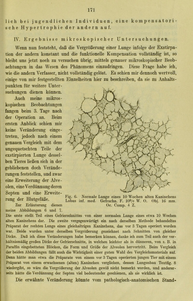 17J lieh bei jugendlichen Individuen, eine kompensatori- sche Hypertrophie der andern auf. IV. Ergebnisse mikroskopischer Untersuchungen. Wenn nun feststeht, daß die Vergrößerung einer Lunge infolge der Exstirpa- tion der andern konstant und die funktionelle Kompensation vollständig ist, so bleibt uns jetzt noch zu versuchen übrig, mittels genauer mikroskopischer Beob- achtungen in das Wesen des Phänomens einzudringen. Diese Frage habe ich, wie die andern Verfasser, nicht vollständig gelöst. Es schien mir dennoch wertvoll, einige von mh’ festgestellten Einzellieiten hier zu beschreiben, da sie zu Anhalts- punkten für weitere Unter- suchungen dienen können. Auch meine mikros- kopischen Beobachtungen fangen beim 3. Tage nach der Operation an. Beim ersten Anblick schien mk keine Veränderung einge- treten, jedoch nach einem genauen Vergleich mit dem ungequetschten Teile der exstirpierten Lunge dessel- ben Tieres heßen sich in der gebliebenen doch Verände- rungen feststellen, und zwar eine Erweiterung der Alve - olen, eine Verdünnung deren Septen und eine Erweite- A T31 + 6- Normale Lunge eines 10 Wochen alten Kaninchens rung Cier rsiUtgeiaiDe. Lobus inf. med. Gefrschn. F. 10®/o W. 0. Obj. 16 mm. Zur Erläuterung dienen Oc. Comp. 4 Z. meine Abbildungen 6 und 7. Die erste stellt Teil eines Gefrierschnittes von einer normalen Lunge eines etwa 10 Wochen alten Kaninchens dar. Die zweite vergegenwärtigt ein nach derselben Methode behandeltes Präparat der rechten Lunge eines gleichaltrigen Kaninchens, das vor 3 Tagen operiert worden war. Beide vmrden unter derselben Vergrößerung gezeichnet nach Schnitten von gleicher Dicke. Daß ich diese Veränderungen habe bemerken können, danke ich zum Teil auch der ver- hältnismäßig großen Dicke der Gefrierschnitte, in welchen leichter als in dünneren, von z. B. in Paraffin eingebetteten Blöcken, die Form und Größe der Alveolen hervortritt. Beim Vergleich der beiden Abbildungen fällt auch die Wichtigkeit einer guten Wahl des Vergleichsmaterials auf. Denn hätte man etwa die Präparate von einem vor 3 Tagen operierten jungen Tier mit einem Präparat von einem erwachsenen (alten) Kaninchen verglichen, dessen Lungenbau Textfig. 8 wiedergibt, so wäre die Vergrößerung der Alveolen gewiß nicht bemerkt worden, imd anderer- seits hätte die Verdünnung der Septen viel bedeutender geschienen, als sie wirklich ist. Die erwähnte Veränderung könnte vom pathologisch-anatomischen Stand-