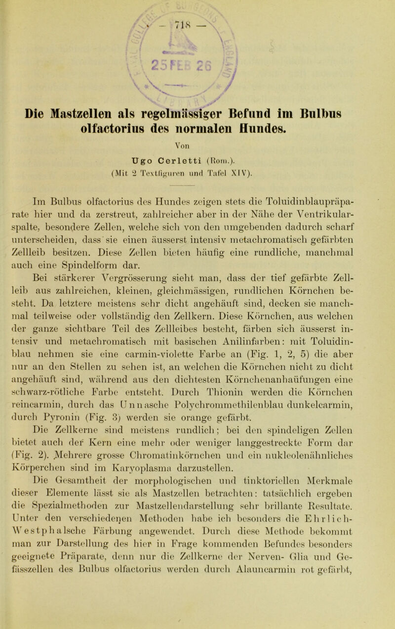 Die Mastzellen als regelmässiger Befund im Bulbus olfactorius des normalen Hundes. Von Ugo Cerletti (Rom.). (Mit ‘2 Textdgm'on und Tafel XIV). Im Bulbus olfactorius des Hundes zeigen stets die Toluidinblaupräpa- rate hier und da zerstreut, zahlreicher aber in der Nähe der Ventrikular- spalte. besondere Zellen, welche sich von den umgebenden dadurch scharf unterscheiden, dass'sie einen äusserst intensiv metachromatisch gefärbten Zellleib besitzen. Diese Zellen bieten bäufig eine rundliche, manchmal auch eine Spindelform dar. Bei stärkerer Vergrösserung sieht man, dass der tief gefärbte Zell- leib aus zahlreichen, kleinen, gleichmässigen, rundlichen Körnchen be- steht. Da letztere meistens sehr dicht angehäuft sind, decken sie manch- mal teilweise oder vollständig den Zellkern. Diese Körnchen, aus welchen der ganze sichtbare Teil des Zellleibes besteht, färben sich äusserst in- tensiv und metachromatisch mit basischen Anilinfarben: mit Toluidin- blau nehmen sie eine carmin-violette Farbe an (Pig. 1, 2, 5) die aber nur an den Stellen zu sehen ist, an welchen die Körnchen nicht zu diclit angehäuft sind, während aus den dichtesten Körnchenanhaüfungen eine schwarz-rötliche Farbe entsteht. Durch Tliionin werden die Körnchen reincarmin, durch das ünnasche Polychrommethilenblau dunkelcarmin, durch Pyrouiu (Pig. 3) werden sie orange gefärbt. Die Zellkerne sind meistens rundlich; bei den spindeligen Zellen läetet auch der Kern eine mehr oder weniger langgestreckte Form dar (Fig. 2). Mehrere grosse Chromatinkörnchen und ein nukleolenähnliches Körperchen sind im Karyoplasma darzustellen. Die Gesamtheit der morphologischen und tinktoriellen Merkmale dieser Elemente lässt sie als Mastzellen betrachten: tatsächlich ergeben die Spezialmethoden zur Mastzellendarstellung selir brillante Resultate. Unter den verscliiedenen Methoden habe ich besonders die Ehrlich- AV estph alsche Färbung angewendet. Durch diese Methode hekommt man zur Darstellung des hier in Frage kommenden Befundes besonders geeignete Präparate, denn nur die Zellkerne den- Nerven- Glia und Ge- fässzellen des Bulbus olfactorius werden duivh Alauncarmin i’ot o:efärbt, o y