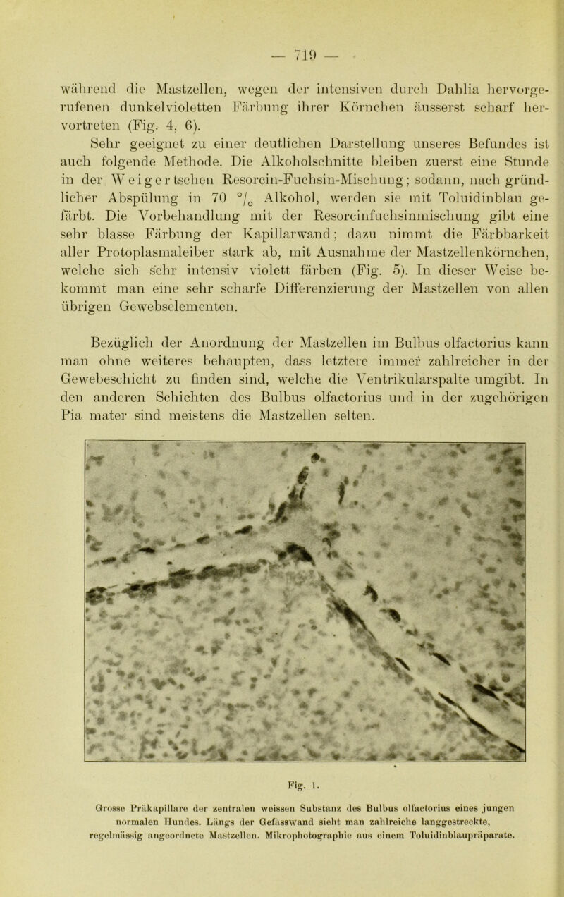 wälireiul die Mastzellen, wegen der intensiven dnrcli Dalilia liervorge- rufenen dunkelvioletten Färbung ihrer Körnchen äusserst scharf her- vortreten (Fig. 4, 6). Sehr geeignet zu einer deutlichen Darstellung unseres Befundes ist auch folgende Methode. Die Alkoholsclinitte bleiben zuerst eine Stunde in der Weigertschen Resorcin-Fuchsin-Mischnng; sodann, nach gründ- licher Abspülung in 70 °/^ Alkohol, werden sie mit Toluidinblau ge- färbt. Die Vorbehandlung mit der Resorcinfuchsinmischung gibt eine sehr blasse Färbung der Kapillarwand; dazu nimmt die Färbbarkeit aller Protoplasmaleiber stark ab, mit Ausnahme der Mastzellenkörnchen, welche sich sehr intensiv violett färben (Fig. o). In dieser Weise be- kommt man eine sehr scharfe Differenzierung der Mastzellen von allen übrigen Gewebselementen. Bezüglich der Anordnung der Mastzellen im Bulhus olfactorius kann man ohne weiteres behaupten, dass letztere immer zahlreicher in der Gewebeschicht zu finden sind, welche die ^^entrikularspalte umgibt. In den anderen Schichten des Bulbus olfactorius und in der zugehörigen Pia mater sind meistens die Mastzellen selten. Fig. 1. Grosso Prükapillaro der zentralen woissen Substanz dos Bulbus olfactorius eines Jungen normalen Hundes. Längs der Gefässwand siebt man zahlreiche langgestreckte, regelmässig angoordnete Mastzellen. Mikrojthotographie aus einem Toluidinblaupräparate.