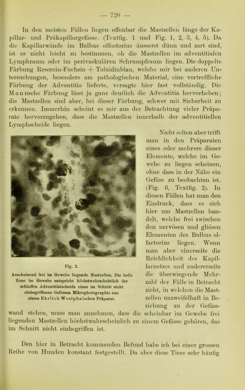 In den meisten Fällen liegen oHenbiir die Mastzellen längs der Ka- pillar- lind Präkapillargefässe. (Textlig. 1 und Fig. 1, 2, 3, 4, 5). Da die Kapillarwände im Bulbus olfactorius äusserst dünn und zart sind, ist es nicht leicht zu bestimmen, ob die Mastzellen im adventitialen Lympbraum oder im perivaskulären Scbrumpfraum liegen. Die doppelte Färbung Resorcin-Fuchsin + Toluidinblau, welche mir bei anderen Un- tersuchungen, besonders am patliologischen Material, eine vortreffliche Färbung der Adventitia lieferte, versagte hier fast vollständig. Die Mannsche Färbung lässt ja ganz deutlich die Adventitia hervorheben; die Mastzellen sind aber, bei dieser Färbung, schwer mit Sicherheit zu erkennen. Immerhin scheint es mir aus der Betrachtung vieler Präpa- rate hervorzugehen, dass die Mastzellen innerhalb der adventitiellen Lymphscheide liegen. Nicht selten aber trifft man in den Präparaten eines oder mehrere dieser Elemente, welche im Ge- webe zu liegen scheinen, ohne dass in der Nähe ein Gefäss zu beobachten ist. (Fig. 6, Textfig. 2). In diesen Fällen hat man den Eindruck, dass es sich hier um Mastzellen han- delt, welche frei zwischen den nervösen und gliösen Elementen des Bulbus ol- factorius liegen. Wenn man aber einerseits die Reichlichkeit des Kajnl- larnetzes und andererseits die überwiegende Mehr- zahl der Fällein Betracbt zieht, in welchen die Mast- zellen unzweifelhaft in Be- ziehung zu der Gefäss- wand stehen, muss man annehmen, dass die scheinbar im Gewebe frei liegenden Mastzellen höchstwahrsclieinlich zu einem Gefässe gehören, das im Schnitt nicht einbegriffen ist. Fig. 2. Anscheinend frei im Gewebe liegende Mastzellen. Die helle Zone im Gewebe entspricht höchstwahrscheinlich der schlaffen Adventitialscheide eines im Schnitt nicht einbegriffenen Gefässes. Mikrophotographie aus einem Ehrlich-Westphalschen Präparat. Den hier in Betracht kommenden Befund hahe ich bei einer grossen o Reihe von Hunden konstant festgestellt. Da aber diese Tiere sehr häufig