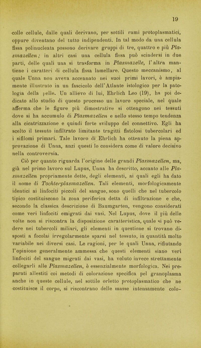 colle cellule, dalle quali derivano, per sottili rami protoplasmatici, oppure diventano del tutto indipendenti. In tal modo da una cellula fissa polinucleata possono derivare gruppi di tre, quattro e più Pla- sma zellen ; in altri casi una cellula fissa può scindersi in due parti, delle quali una si trasforma in Plasmazelle, l’altra man- tiene i caratteri di cellula fissa lamellare. Questo meccanismo, ai quale Unna non aveva accennato nei suoi primi lavori, è ampia- mente illustrato in un fascicolo dell’Atlante istologico per la pato- logia della pelle. Un allievo di lui, Ehrlich Leo (19), ha poi de- dicato allo studio di questo processo un lavoro speciale, nel quale afferma che le figure più dimostrative si ottengono nei tessuti dove si ha accumulo di Plasmazellen e nello stesso tempo tendenza alla cicatrizzazione e quindi forte sviluppo del connettivo. Egli ha scelto il tessuto infiltrato limitante tragitti fistolosi tubercolari ed i sifilomi primari. Tale lavoro di Ehrlich ha ottenuto la piena ap- provazione di Unna, anzi questi lo considera come di valore decisivo nella controversia. Ciò per quanto riguarda l’origine delle grandi Plasmazellen, ma, già nel primo lavoro sul Lupus, Unna ha descritto, accanto alle Pla- smazellen propriamente dette, degli elementi, ai quali egli ha dato il nome di Tochterplasmazellen. Tali elementi, morfologicamente identici ai linfociti piccoli del sangue, sono quelli che nel tubercolo tipico costituiscono la zona periferica detta di infiltrazione e che, secondo la classica descrizione di Baumgarten, vengono considerati come veri linfociti emigrati dai vasi. Nel Lupus, dove il più delle volte non si riscontra la disposizione caratteristica, quale si può ve- dere nei tubercoli miliari, gli elementi in questione si trovano di- sposti a focolai irregolarmente sparsi nel tessuto, in quantità molto variabile nei diversi casi. Le ragioni, per le quali Unna, rifiutando l’opinione generalmente ammessa che questi elementi siano veri linfociti del sangue migrati dai vasi, ha voluto invece strettamente collegarli alle Plasmazellen, è essenzialmente morfologica. Nei pre- parati allestiti coi metodi di colorazione specifica pel granoplasma anche in queste cellule, nel sottile orletto protoplasmatico che ne costituisce il corpo, si riscontrano delle masse intensamente colo-