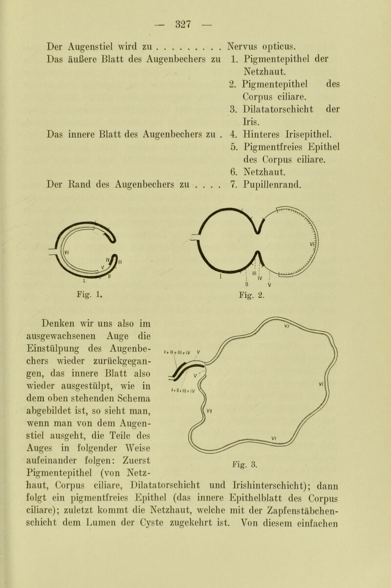 Der Augenstiel wird zu Nervus opticus. Das äußere Blatt des Augenbechers zu 1. Pigmentepithel der Netzhaut. 2. Pigmentepithel des Corpus ciliare. 3. Dilatatorschicht der Iris. Das innere Blatt des Augenbechers zu . 4. Hinteres Irisepithel. 5. Pigmentfreies Epithel des Corpus ciliare. 6. Netzhaut. Der Band des Augenbechers zu ... . 7. Pupillenrand. Denken wü’ uns also im ausgewachsenen Auge die Einstülpung des Augenbe- chers wieder zurückgegan- gen, das innere Blatt also wieder ausgestülpt, wie in dem oben stehenden Schema abgebildet ist, so sieht man, wenn man von dem Augen- stiel ausgeht, die Teile des Auges in folgender Weise aufeinander folgen: Zuerst Fig. 3. Pigmentepithel (von Netz- haut, Corpus ciliare, Dilatatorschicht und Iilshinterschicht); dann folgt ein pigmentfreies Epithel (das innere Epithelblatt des Corpus ciliare); zuletzt kommt die Netzhaut, welche mit der Zapfenstäbchen- schicht dem Lumen der Cyste zugekehrt ist. Von diesem einfachen