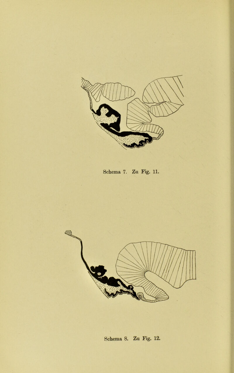 t % \ Schema 7. Zu Fig. 11. Schema 8. Zu Fig. 12.