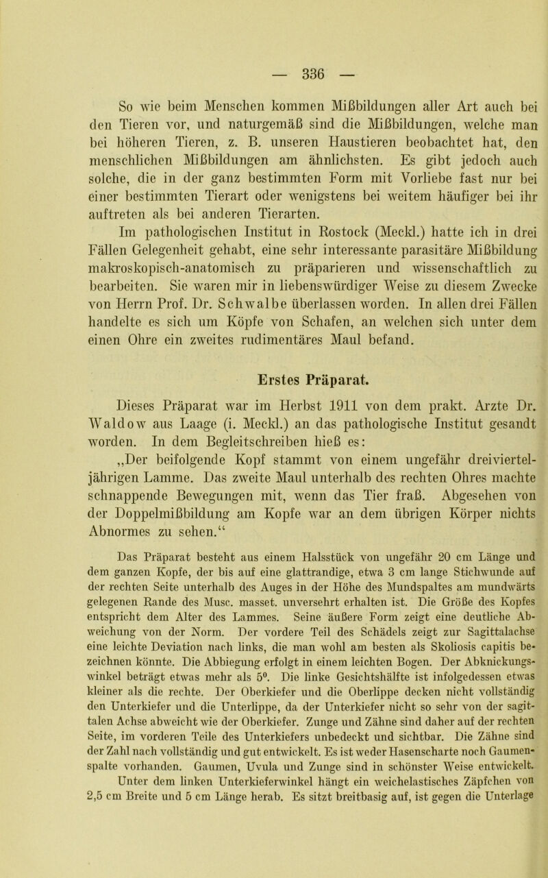 So wie beim Menschen kommen Mißbildungen aller Art auch bei den Tieren vor, und naturgemäß sind die Mißbildungen, welche man bei höheren Tieren, z. B. unseren Haustieren beobachtet hat, den menschlichen Mißbildungen am ähnlichsten. Es gibt jedoch auch solche, die in der ganz bestimmten Form mit Vorliebe fast nur bei einer bestimmten Tierart oder wenigstens bei weitem häufiger bei ihr auftreten als bei anderen Tierarten. Im pathologischen Institut in Kostock (Mecld.) hatte ich in drei Fällen Gelegenheit gehabt, eine sehr interessante parasitäre Mißbildung mala'oskopisch-anatomisch zu präparieren und wissenschaftlich zu bearbeiten. Sie waren mir in liebenswürdiger Weise zu diesem Zwecke von Herrn Prof. Dr. Schwalbe überlassen worden. In allen drei Fällen handelte es sich um Köpfe von Schafen, an welchen sich unter dem einen Ohre ein zweites rudimentäres Maul befand. Erstes Präparat. Dieses Präparat war im Herbst 1911 von dem prakt. Ai’zte Dr. Waldow aus Laage (i. Mecld.) an das pathologische Institut gesandt worden. In dem Begleitschreiben hieß es: ,,Der beifolgende Kopf stammt von einem ungefähr drei viertel- jährigen Lamme. Das zweite Maul unterhalb des rechten Ohres machte schnappende Bewegungen mit, wenn das Tier fraß. Abgesehen von der Doppelmißbildung am Kopfe war an dem übrigen Körper nichts Abnormes zu sehen.“ Das Präparat besteht aus einem Halsstück von ungefähr 20 cm Länge und dem ganzen Kopfe, der bis auf eine glattrandige, etwa 3 cm lange Stichwunde auf der rechten Seite unterhalb des Auges in der Höhe des Mundspaltes am mundwärts gelegenen Rande des Muse, masset. unversehrt erhalten ist. Die Größe des Kopfes entspricht dem Alter des Lammes. Seine äußere Form zeigt eine deutliche Ab- weichung von der Norm. Der vordere Teil des Schädels zeigt zur Sagittalachse eine leichte Deviation nach links, die man wohl am besten als Skoliosis capitis be- zeichnen könnte. Die Abbiegung erfolgt in einem leichten Bogen. Der Abknickungs- winkel beträgt etwas mehr als 5°. Die linke Gesichtshälfte ist infolgedessen etwas kleiner als die rechte. Der Oberkiefer und die Oberlippe decken nicht vollständig den Unterkiefer und die Unterlippe, da der Unterkiefer nicht so sehr von der sagit- talen Achse abweicht wie der Oberkiefer. Zunge und Zähne sind daher auf der rechten Seite, im vorderen Teile des Unterkiefers unbedeckt und sichtbar. Die Zähne sind der Zahl nach vollständig und gut entwickelt. Es ist weder Hasenscharte noch Gaumen- spalte vorhanden. Gaumen, Uvula und Zunge sind in schönster Weise entwickelt. Unter dem linken Unterkieferwinkel hängt ein weichelastisches Zäpfchen von 2,5 cm Breite und 5 cm Länge herab. Es sitzt breitbasig auf, ist gegen die Unterlage