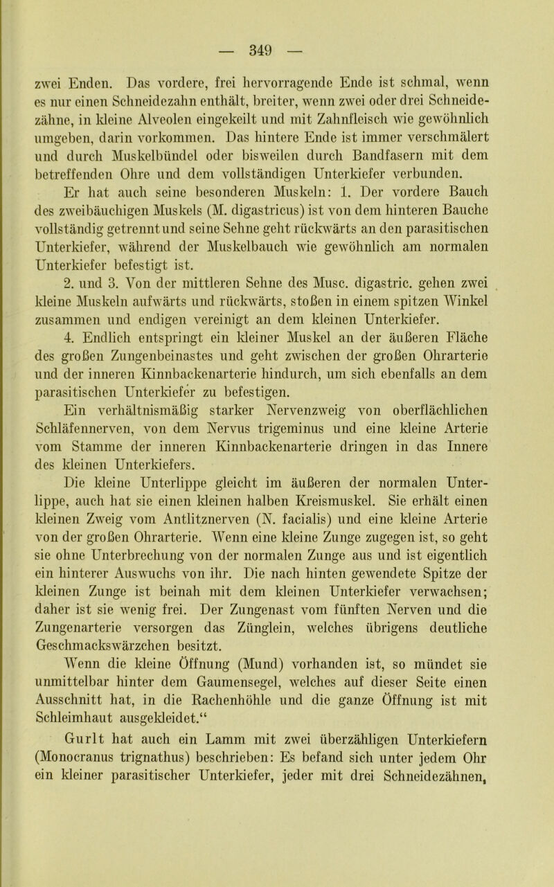 zwei Enden. Das vordere, frei hervorragende Ende ist schmal, wenn es nur einen Schneidezahn enthält, breiter, wenn zwei oder drei Schneide- zähne, in kleine Alveolen eingekeilt und mit Zahnfleisch wie gewöhnlich umgeben, darin Vorkommen. Das hintere Ende ist immer verschmälert und durch Muskelbiindel oder bisweilen durch Bandfasern mit dem betreffenden Ohre und dem vollständigen Unterkiefer verbunden. Er hat auch seine besonderen Muskeln: 1. Der vordere Bauch des zweibäuchigen Muskels (M. digastricus) ist von dem hinteren Bauche vollständig getrennt und seine Sehne geht rückwärts an den parasitischen Unterkiefer, während der Muskelbauch wie gewöhnlich am normalen Unterkiefer befestigt ist. 2. und 3. Von der mittleren Sehne des Muse, digastric. gehen zwei Meine Muskeln aufwärts und rückwärts, stoßen in einem spitzen Winkel zusammen und endigen vereinigt an dem kleinen Unterkiefer. 4. Endlich entspringt ein kleiner Muskel an der äußeren Fläche des großen Zungenbeinastes und geht zwischen der großen Ohrarterie und der inneren Kinnbackenarterie hindurch, um sich ebenfalls an dem parasitischen UnterMefer zu befestigen. Ein verhältnismäßig starker Nervenzweig von oberflächlichen Schläfennerven, von dem Nervus trigeminus und eine Meine Arterie vom Stamme der inneren Kinnbackenarterie dringen in das Innere des Meinen Unterkiefers. Die Meine Unterlippe gleicht im äußeren der normalen Unter- lippe, auch hat sie einen Meinen halben Ki’eismuskel. Sie erhält einen Meinen Zweig vom Antlitznerven (N. facialis) und eine Meine Arterie von der großen Ohrarterie. Wenn eine Meine Zunge zugegen ist, so geht sie ohne Unterbrechung von der normalen Zunge aus und ist eigentlich ein hinterer Auswuchs von ihr. Die nach hinten gewendete Spitze der Meinen Zunge ist beinah mit dem kleinen Unterkiefer verwachsen; daher ist sie wenig frei. Der Zungenast vom fünften Nerven und die Zungenarterie versorgen das Zünglein, welches übrigens deutliche Geschmackswärzchen besitzt. Wenn die Meine Öffnung (Mund) vorhanden ist, so mündet sie unmittelbar hinter dem Gaumensegel, welches auf dieser Seite einen Ausschnitt hat, in die Rachenhöhle und die ganze Öffnung ist mit Schleimhaut ausgeldeidet.“ Gurlt hat auch ein Lamm mit zwei überzähligen Unterldefern (Monocranus trignathus) beschrieben: Es befand sich unter jedem Ohr ein kleiner parasitischer Unterkiefer, jeder mit drei Schneidezähnen,