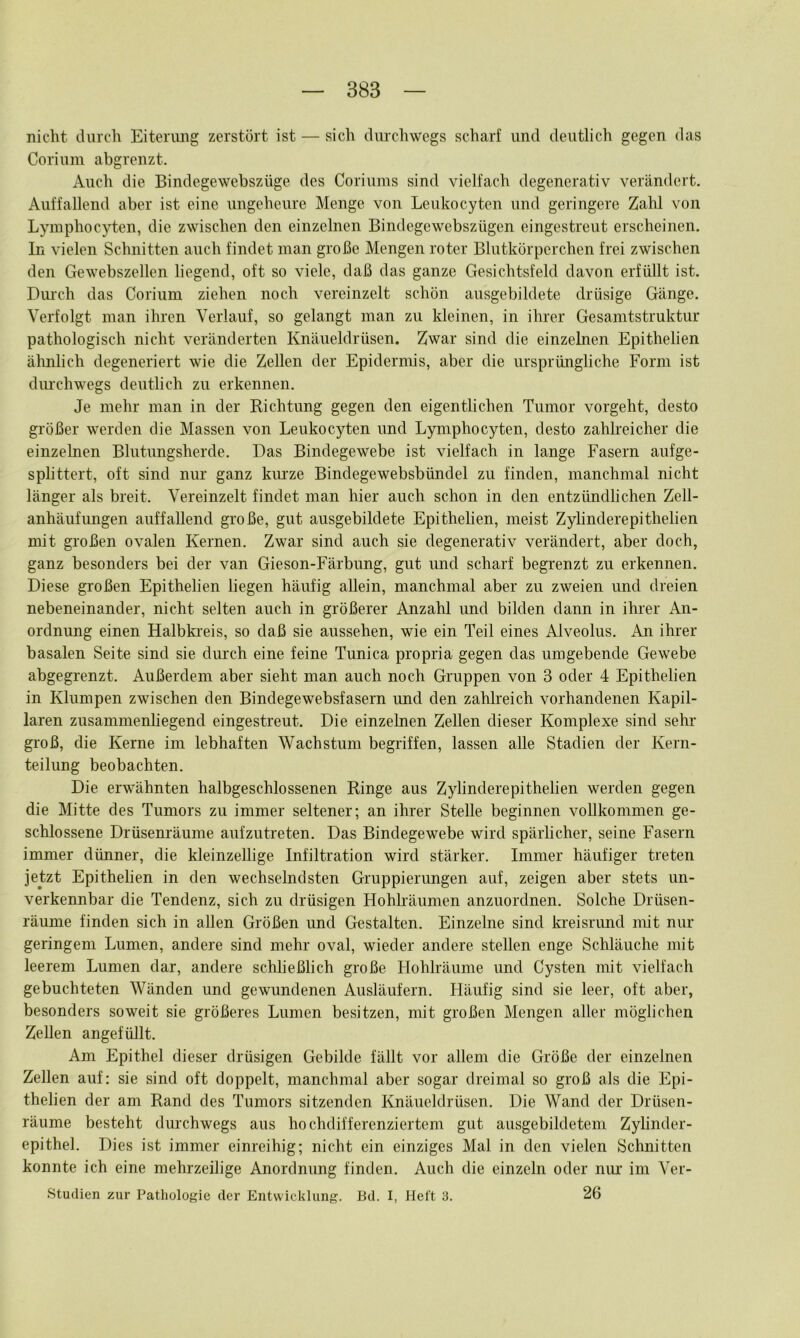 nicht durch Eiterung zerstört ist — sich durchwegs scharf und deutlich gegen das Corium abgrenzt. Auch die Bindegewebszüge des Coriums sind vielfach degenerativ verändert. Auffallend aber ist eine ungeheure Menge von Leukocyten und geringere Zahl von Lymphocytcn, die zwischen den einzelnen Bindegewebszügen eingestreut erscheinen. In vielen Schnitten auch findet man große Mengen roter Blutkörperchen frei zwischen den Gewebszellen liegend, oft so viele, daß das ganze Gesichtsfeld davon erfüllt ist. Diu'ch das Corium ziehen noch vereinzelt schön ausgebildete drüsige Gänge. Verfolgt man ihren Verlauf, so gelangt man zu kleinen, in ihrer Gesamtstruktur pathologisch nicht veränderten Knäueldrüsen. Zwar sind die einzelnen Epithelien ähnlich degeneriert wie die Zellen der Epidermis, aber die ursprüngliche Form ist diuchwegs deutlich zu erkennen. Je mehr man in der Richtung gegen den eigentlichen Tumor vorgeht, desto größer werden die Massen von Leukocyten und Lymphocyten, desto zahlreicher die einzelnen Blutungsherde. Das Bindegewebe ist vielfach in lange Fasern aufge- splittert, oft sind nur ganz kiu'ze Binclegewebsbündel zu finden, manchmal nicht länger als breit. Vereinzelt findet man hier auch schon in den entzündlichen Zell- anhäufimgen auffallend große, gut ausgebildete Epithelien, meist Zylinderepithelien mit großen ovalen Kernen. Zwar sind auch sie degenerativ verändert, aber doch, ganz besonders bei der van Gieson-Färbung, gut und scharf begrenzt zu erkennen. Diese großen Epithelien liegen häufig allein, manchmal aber zu zweien und dreien nebeneinander, nicht selten auch in größerer Anzahl und bilden dann in ihrer An- ordnung einen Halbkreis, so daß sie aussehen, wie ein Teil eines Alveolus. An ihrer basalen Seite sind sie durch eine feine Tunica propria gegen das umgebende Gewebe abgegrenzt. Außerdem aber sieht man auch noch Gruppen von 3 oder 4 Epithelien in Klumpen zwischen den Bindegewebsfasern rmd den zahlreich vorhandenen Kapil- laren zusammenhegend eingestreut. Die einzelnen Zellen dieser Komplexe sind sehr- groß, die Kerne im lebhaften Wachsturrr begriffen, lassen alle Stadien der Kern- teilung beobachten. Die erwähnten halbgeschlossenen Ringe aus Zylinderepithelien werderr gegen die Mitte des Tumors zir immer seltener; an ihrer Stelle beginnen vollkommen ge- schlossene Drüsenräurrre aufzutreten. Das Bindegewebe wird spärlicher, seine Fasern immer dünner, die kleinzellige Infiltration wird stärker. Imrrrer häufiger treteir jetzt Epithelien in den wechselndsten Gruppierungen auf, zeigen aber stets un- verkennbar die Tendenz, sich zu drüsigen Hohhäumen anziiordnen. Solche Drüsen- räume finden sich in allen Größen und Gestalten. Einzelne sind kreisrund mit nur geringem Lumen, andere sind mehr oval, wieder andere stellen enge Schläuche mit leerem Lumen dar, andere schließlich große Hohlräume und Cysten mit vielfach gebuchteten Wänden und gewundenen Ausläufern. Häufig sind sie leer, oft aber, besonders soweit sie größeres Lumen besitzen, mit großen Mengen aller möglichen Zellen angefüllt. Am Epithel dieser drüsigen Gebilde fällt vor allem die Größe der einzelnen Zellen auf: sie sind oft doppelt, manchmal aber sogar dreimal so groß als die Epi- thelien der am Rand des Tumors sitzenden Knäueldrüsen. Die Wand der Drüsen- räume besteht dmchwegs aus hochdifferenziertem gut ausgebildetem Zylinder- epithel. Dies ist immer einreihig; nicht ein einziges Mal in den vielen Schnitten konnte ich eine mehrzeilige Anordnung finden. Auch die einzeln oder niu’ im Vor- studien zur Pathologie der Entwicklung. Bd. I, Heft 3. 26