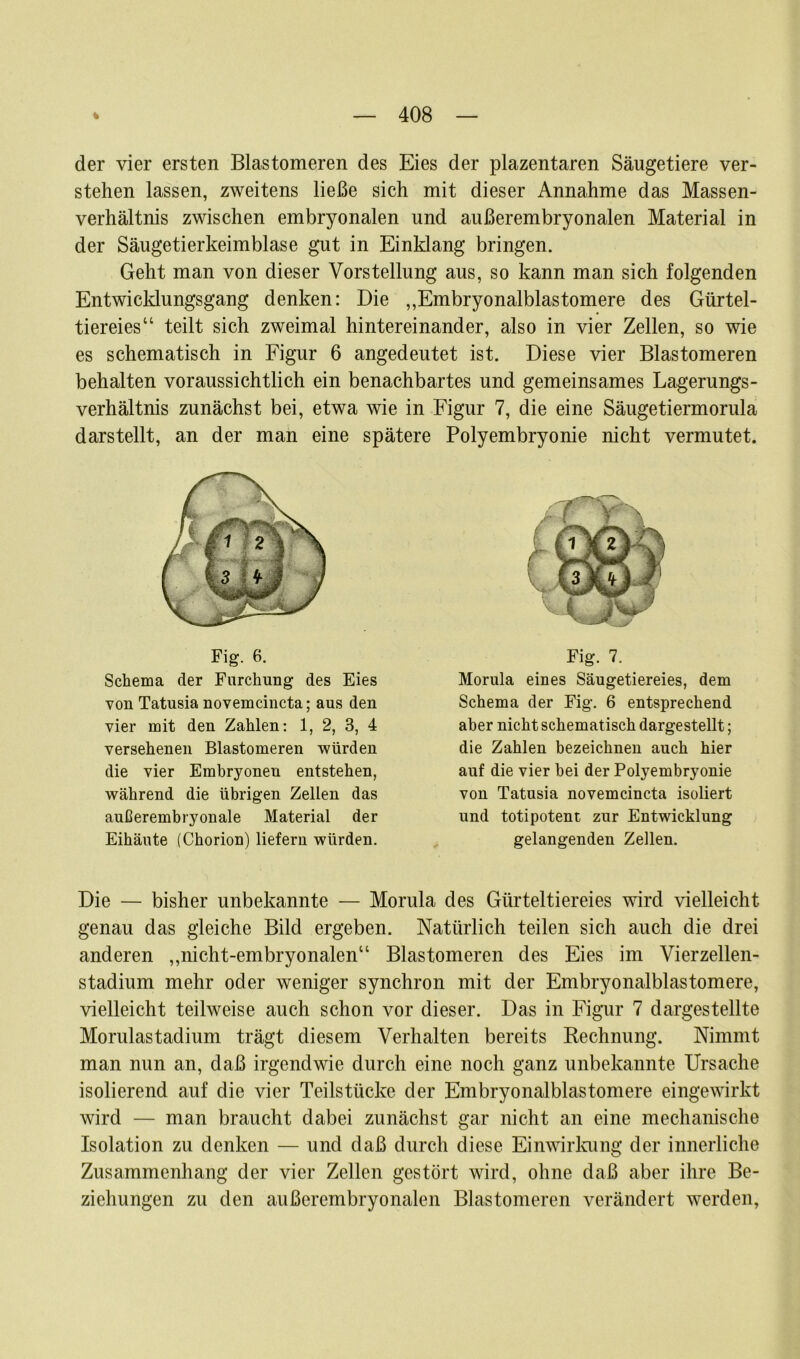 der vier ersten Blastomeren des Eies der plazentaren Säugetiere ver- stehen lassen, zweitens ließe sich mit dieser Annahme das Massen- verhältnis zwischen embryonalen und außerembryonalen Material in der Säugetierkeimblase gut in Einklang bringen. Geht man von dieser Vorstellung aus, so kann man sich folgenden Entwicklungsgang denken: Die ,,Embryonalblastomere des Gürtel- tiereies“ teilt sich zweimal hintereinander, also in vier Zellen, so wie es schematisch in Figur 6 angedeutet ist. Diese vier Blastomeren behalten voraussichtlich ein benachbartes und gemeinsames Lagerungs- verhältnis zunächst bei, etwa wie in Figur 7, die eine Säugetiermorula darstellt, an der man eine spätere Polyembryonie nicht vermutet. Fig. 6. Schema der Furchung des Eies von Tatusia novemcincta; aus den vier mit den Zahlen: 1, 2, 3, 4 versehenen Blastomeren würden die vier Embryonen entstehen, während die übrigen Zellen das außerembryonale Material der Eihäute (Chorion) liefern würden. Fig. 7. Morula eines Säugetiereies, dem Schema der Fig. 6 entsprechend aber nicht schematisch dargestellt; die Zahlen bezeichnen auch hier auf die vier hei der Polyembryonie von Tatusia novemcincta isoliert und totipotent zur Entwicklung gelangenden Zellen. Die — bisher unbekannte — Morula des Gürteltiereies wird vielleicht genau das gleiche Bild ergeben. Natürlich teilen sich auch die drei anderen ,,nicht-embryonalen“ Blastomeren des Eies im Vierzellen- stadium mehr oder weniger synchron mit der Embryonalblastomere, vielleicht teilweise auch schon vor dieser. Das in Figur 7 dargestellte Morulastadium trägt diesem Verhalten bereits Rechnung. Nimmt man nun an, daß irgendwie durch eine noch ganz unbekannte Ursache isolierend auf die vier Teilstücke der Embryonalblastomere eingewirkt wird — man braucht dabei zunächst gar nicht an eine mechanische Isolation zu denken — und daß durch diese Einwirkung der innerliche Zusammenhang der vier Zellen gestört wird, ohne daß aber ihre Be- ziehungen zu den außerembryonalen Blastomeren verändert werden,