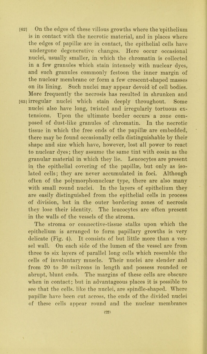 [62] On the edges of these villous growths where the 'epithelium is in contact with the necrotic material, and in places where the edges of papillae are in contact, the epithelial cells have undergone degenerative changes. Here occur occasional nuclei, usually smaller, in which the chromatin is collected in a few granules which stain intensely with nuclear dyes, and such granules commonly festoon the inner margin of the nuclear membrane or form a few crescent-shaped masses on its lining. Such nuclei may appear devoid of cell bodies. More frequently the necrosis has resulted in shrunken and [631 irregular nuclei which stain deeply throughout. Some nuclei also have long, twisted and irregularly tortuous ex- tensions. Upon the ultimate border occurs a zone com- posed of dust-like granules of chromatin. In the necrotic tissue in which the free ends of the papillse are embedded, there may he found occasionally cells distinguishable by their shape and size which have, however, lost all power to react to nuclear dyes; they assume the same tint with eosin as the granular material in which they lie. Leucocytes are present in the epithelial covering of the papillae, but only as iso- lated cells; they are never accumulated in foci. Although often of the polymorphonuclear type, there are also many with small round nuclei. In the layers of epithelium they are easily distinguished from the epithelial cells in process of division, hut in the outer bordering zones of necrosis they lose their identity. The leucocytes are often present in the walls of the vessels of the stroma. The stroma or connective-tissue stalks upon which the epithelium is arranged to form papillary growths is very delicate (Fig. 4). It consists of but little more than a ves- sel wall. On each side of the lumen of the vessel are from three to six layers of parallel long cells which resemble the cells of involuntary muscle. Their nuclei are slender and from 20 to 30 mikrons in length and possess rounded or abrupt, blunt ends. The margins of these cells are obscure when in contact; hut in advantageous places it is possible to see that the cells, like the nuclei, are spindle-shaped. Where papilla} have been cut across, the ends of the divided nuclei of these cells appear round and the nuclear membranes
