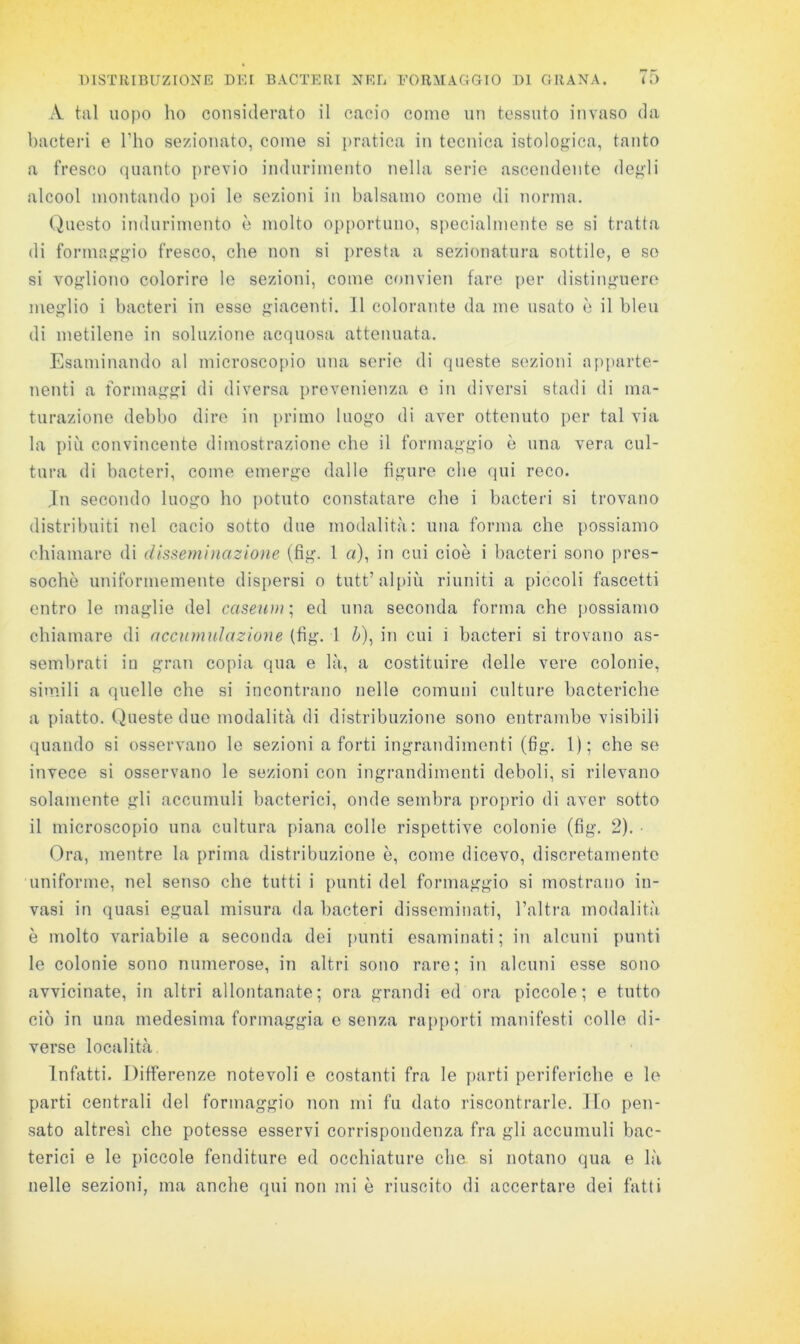 :V tal uopo ho considerato il cacio come un tessuto invaso da bacteri e l’ho sezionato, come si pratica in tecnica istologica, tanto a fresco quanto previo indurimento nella serie ascendente defili alcool montando poi le sezioni in balsamo come di norma. (Questo indurimento è molto op|iortuno, specialmente se si tratta di formajjgio fresco, che non si {)resta a seziouatura sottile, e so si voi^liono colorire le sezioni, come convien fare per distinguere meglio i bacteri in esso giaceiìti. Il colorante da me usato è il bleu di metilene in soluzione acquosa attenuata. Esaminando al microscopio una serie di queste sezioni apparte- nenti a formaggi di diversa prevenienza e in diversi stadi di ma- turazione debbo dire in {)rimo luogo di aver ottenuto per tal via la più convincente dimostrazione che il formaggio è una vera cul- tura di bacteri, come emerge dalle figure che qui reco. .In secondo luogo ho j)Otuto constatare che i bacteri si trovano distribuiti nel cacio sotto due modalità: una forma che possiamo chiamare di disseminazione (fig. 1 «), in cui cioè i bacteri sono pres- soché uniformemente dispersi o tutt’alpiù riuniti a piccoli fascetti entro le maglie del casenni ; ed una seconda forma che possiamo chiamare di accnmniazione (fig. 1 à), in cui i bacteri si trovano as- sembrati in gran copia qua e là, a costituire delle vere colonie, simili a quelle che si incontrano nelle comuni culture bacteriche a piatto. (Queste due modalità di distribuzione sono entrambe visibili quando si osservano le sezioni a forti ingrandimenti (fig. 1); che se invece si osservano le sezioni con ingrandimenti deboli, si rilevano solamente gli accumuli bacterici, onde sembra proprio di aver sotto il microscopio una cultura piana colle rispettive colonie (fig. 2). • Ora, mentre la prima distribuzione è, come dicevo, discretamente uniforme, nel senso che tutti i punti del formaggio si mostrano in- vasi in quasi egual misura da bacteri disseminati, Taltra modalità è molto variabile a seconda dei punti esaminati; in alcuni punti le colonie sono numerose, in altri sono raro; in alcimi esse sono avvicinate, in altri allontanate; ora grandi ed ora piccole; e tutto ciò in una medesima formaggia e senza ra[)porti manifesti colle di- verse località Infatti. Differenze notevoli e costanti fra le parti periferiche e le parti centrali del formaggio non mi fu dato riscontrarle. Ilo pen- sato altresì che potesse esservi corrispondenza fra gli accumuli bac- terici e le piccole fenditure ed occhiature che si notano qua e là nelle sezioni, ma anche qui non mi è riuscito di accertare dei fatti