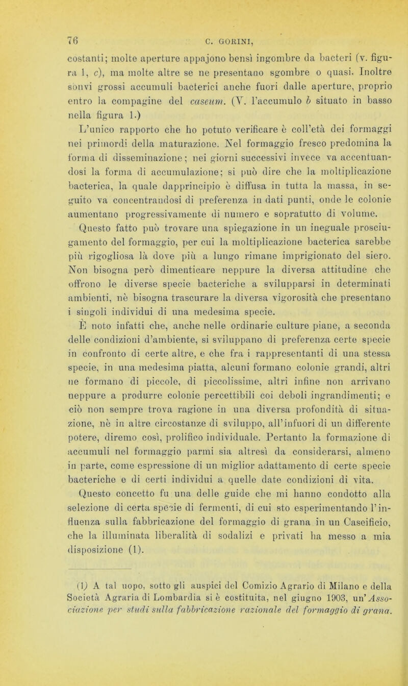 C. GOKINI, costanti; molte aperture appajono bensì ingombre da bacteri (v. figu- ra 1, c), ma molte altre se ne presentano sgombre o quasi. Inoltre sonvi grossi accumuli bacterici anche fuori dalle aperture, proprio entro la compagine del caseum. (Y. Taccumulo h situato in basso nella figura 1.) L’unico rapporto che ho potuto verificare è coll’età dei formaggi nei primordi della maturazione. Nel formaggio fresco predomina la forma di disseminazione; nei giorni successivi invece va accentuan- dosi la forma di accumulazione; si può dire che la moltiplicazione bacterica, la quale dapprincii)io è difi'usa in tutta la massa, in se- guito va concentrandosi di preferenza in dati punti, onde le colonie aumentano progressivamente di numero e sopratutto di volume. Questo fatto può trovare una spiegazione in un ineguale prosciu- gamento del formaggio, per cui la moltiplicazione bacterica sarebbe più rigogliosa là dove più a lungo rimane imprigionato del siero. Non bisogna però dimenticare neppure la diversa attitudine che offrono le diverse specie bacteriche a svilup[)arsi in determinati ambienti, nò bisogna trascurare la diversa vigorosità che presentano i singoli individui di una medesima specie. E noto infatti che, anche nelle ordinarie culture piane, a seconda delle condizioni d’ambiente, si sviluppano di preferenza certe specie in confronto di certe altre, e che fra i rappresentanti di una stessa specie, in una medesima piatta, alcuni formano colonie grandi, altri ne formano di piccole, di [)iccolissime, altri infine non arrivano neppure a produrre colonie percettibili coi deboli ingrandimenti; e ciò non sempre trova ragione in una diversa profondità di situa- zione, nè in altre circostanze di sviluppo, all’infuori di un differente potere, diremo così, prolifico individuale. Pertanto la formazione di accumuli nel formaggio panni sia altresì da considerarsi, almeno iu parte, come espressione di un miglior adattamento di certe specie bacteriche e di certi individui a quelle date condizioni di vita. (Questo concetto fu una delle guide che mi hanno condotto alla selezione di certa specie di fermenti, di cui sto esperimentando l’in- fiuenza sulla fabbricazione del formaggio di grana in un Caseificio, che la illuminata liberalità di sodalizi e privati ha messo a mia disposizione (1). (L A tal uopo, sotto gli auspici del Comizio Agrario di Milano e della Società Agraria di Lombardia si è costituita, nel giugno 1903, un’^Isso- ciazione studi sulla fabbricazione razionale del formaggio di grana.