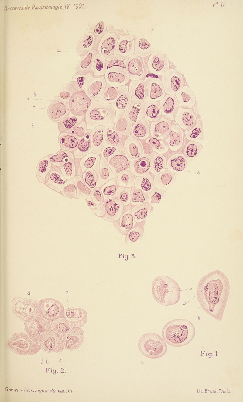 i I i Fig. 3. Fig. 1 Gormi - Inclusions du vaccin.