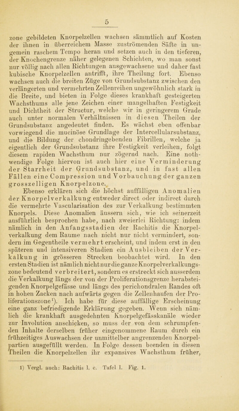 zone gebildeten Knorpelzellen wachsen sämmtlich auf Kosten der ihnen in überreichem Masse zuströmenden Säfte in un- gemein raschem Tempo heran und setzen auch in den tieferen, der Knochengrenze näher gelegenen Schichten, wo man sonst nur völlig nach allen Richtungen ausgewachsene und daher fast kubische Knorpelzellen antrifft, ihre Theilung fort. Ebenso wachsen auch die breiten Züge von Grundsubstanz zwischen den verlängerten und vermehrten Zellenreihen ungewöhnlich stark in die Breite, und bieten in Folge dieses krankhaft gesteigerten Wachsthums alle jene Zeichen einer mangelhaften Festigkeit und Dichtheit der Structur, welche wir in geringerem Grade auch unter normalen Verhältnissen in diesen Theilen der Grundsubstanz angedeutet finden. Es wächst eben offenbar vorwiegend die mucinöse Grundlage der Intercellularsubstanz, und die Bildung der chondringebenden Fibrillen, welche ja eigentlich der Grundsubstanz ihre Festigkeit verleihen, folgt diesem rapiden Wachsthum nur zögernd nach. Eine noth- wendige Folge hiervon ist auch hier eine Verminderung der Starrheit der Grundsubstanz, und in fast allen Fällen eine 0ompression und Vorbauchung der ganzen grosszeiligen Knorpelzone. Ebenso erklären sich die höchst auffälligen Anomalien der Knorpelverkalkung entweder direct oder indirect durch die vermehrte Vascularisation des zur Verkalkung bestimmten Knorpels. Diese Anomalien äussern sich, wie ich seinerzeit ausführlich besprochen habe, nach zweierlei Richtung: indem nämlich in den Anfangsstadien der Rachitis die Knorpel- verkalkung dem Raume nach nicht nur nicht vermindert, son- dern im Gegentheile vermehrt erscheint, und indem erst in den späteren und intensiveren Stadien ein Ausbleiben der Ver- kalkung in grösseren Strecken beobachtet wird. In den ersten Stadien ist nämlich nicht nur die ganze Knorpelverkalkungs- zone bedeutend verbreitert, sondern es erstreckt sich ausserdem die Verkalkung längs der von der Proliferationsgrenze herabstei- genden Knorpelgefässe und längs des perichondralen Randes oft in hohen Zacken nach aufwärts gegen die Zellenhaufen der Pro- liferationszone1). Ich habe für diese auffällige Erscheinung eine ganz befriedigende Erklärung gegeben. Wenn sich näm- lich die krankhaft ausgedehnten Knorpelgefässkanäle wieder zur Involution anschicken, so muss der von dem schrumpfen- den Inhalte derselben früher eingenommene Raum durch ein frühzeitiges Auswachsen der unmittelber angrenzenden Knorpel- partien ausgefüllt werden. In Folge dessen beenden in diesen Theilen die Knorpelzellen ihr expansives Wachsthum früher, 1) Vergl. auch: Rachitis 1. c. Tafel I. Fig. 1.