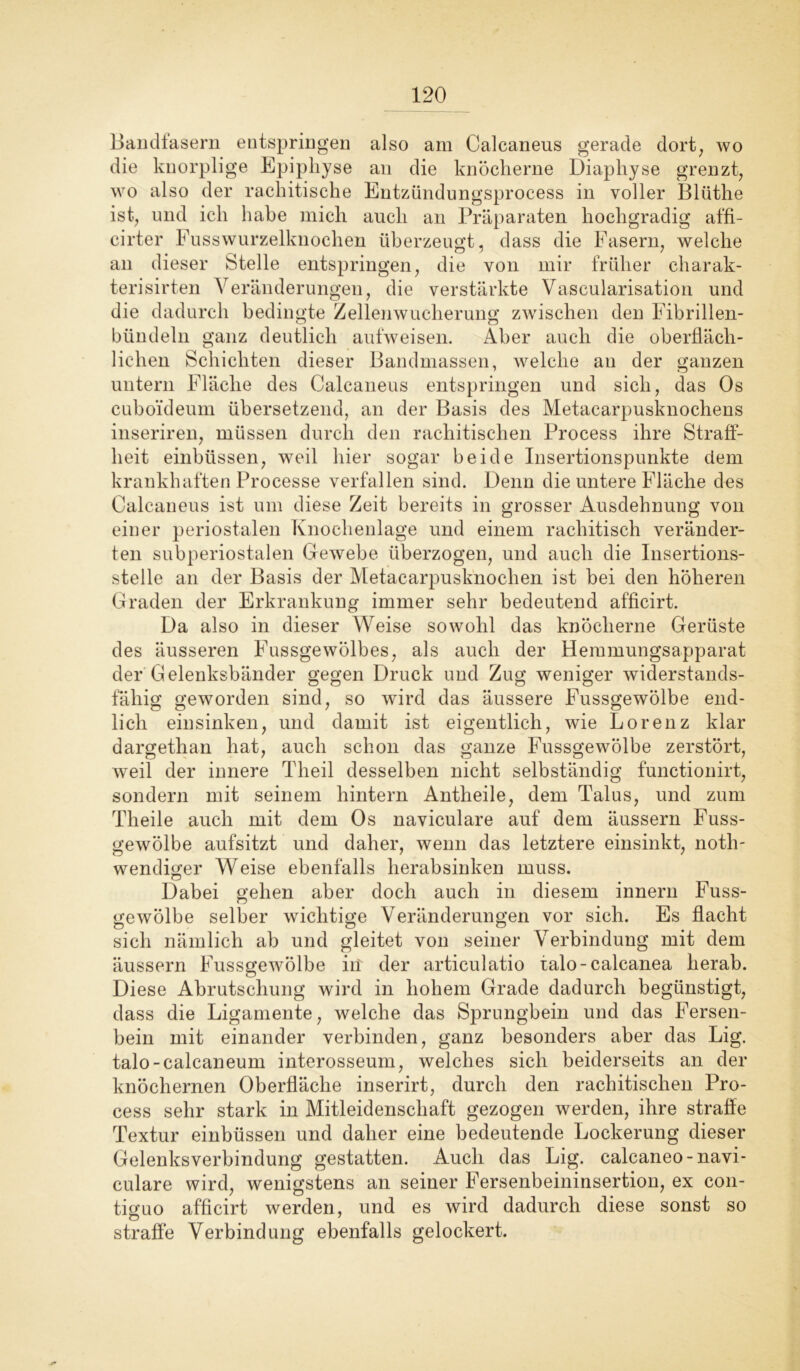 Bandfasern entspringen also am Calcaneus gerade dort, wo die knorplige Epiphyse an die knöcherne Diaphyse grenzt, wo also der rachitische Entzündungsprocess in voller Blüthe ist, und ich habe mich auch an Präparaten hochgradig affi- cirter Fusswurzelknochen überzeugt, dass die Fasern, welche an dieser Stelle entspringen, die von mir früher charak- terisirten Veränderungen, die verstärkte Vascularisation und die dadurch bedingte Zellen Wucherung zwischen den Fibrillen- bündeln ganz deutlich aufweisen. Aber auch die oberfläch- lichen Schichten dieser Bandmassen, welche an der ganzen untern Fläche des Calcaneus entspringen und sich, das Os cuboideum übersetzend, an der Basis des Metacarpusknochens inseriren, müssen durch den rachitischen Process ihre Straff- heit einbüssen, weil hier sogar beide Insertionspunkte dem krankhaften Processe verfallen sind. Denn die untere Fläche des Calcaneus ist um diese Zeit bereits in grosser Ausdehnung von einer periostalen Knochenlage und einem rachitisch veränder- ten subperiostalen Gewebe überzogen, und auch die Insertions- stelle an der Basis der Metacarpusknochen ist bei den höheren Graden der Erkrankung immer sehr bedeutend afficirt. Da also in dieser Weise sowohl das knöcherne Gerüste des äusseren Fussgewölbes, als auch der Hemmungsapparat der Gelenksbänder gegen Druck und Zug weniger widerstands- fähig geworden sind, so wird das äussere Fussgewölbe end- lich ein sinken, und damit ist eigentlich, wie Lorenz klar dargethan hat, auch schon das ganze Fussgewölbe zerstört, Aveil der innere Theil desselben nicht selbständig functionirt, sondern mit seinem hintern Antheile, dem Talus, und zum Theile auch mit dem Os naviculare auf dem äussern Fuss- gewölbe aufsitzt und daher, wenn das letztere einsinkt, notli- wendiger Weise ebenfalls herabsinken muss. Dabei gehen aber doch auch in diesem innern Fuss- geAvölbe selber wichtige Veränderungen vor sich. Es flacht sich nämlich ab und gleitet von seiner Verbindung mit dem äussern Fussgewölbe in der articulatio talo-calcanea herab. Diese Abrutschung wird in hohem Grade dadurch begünstigt, dass die Ligamente, welche das Sprungbein und das Fersen- bein mit einander verbinden, ganz besonders aber das Lig. talo-calcaneum interosseum, welches sich beiderseits an der knöchernen Oberfläche inserirt, durch den rachitischen Pro- cess sehr stark in Mitleidenschaft gezogen werden, ihre straffe Textur einbüssen und daher eine bedeutende Lockerung dieser Gelenksverbindung gestatten. Auch das Lig. calcaneo-navi- culare wird, wenigstens an seiner Fersenbeininsertion, ex con- tiguo afficirt werden, und es wird dadurch diese sonst so straffe Verbindung ebenfalls gelockert.