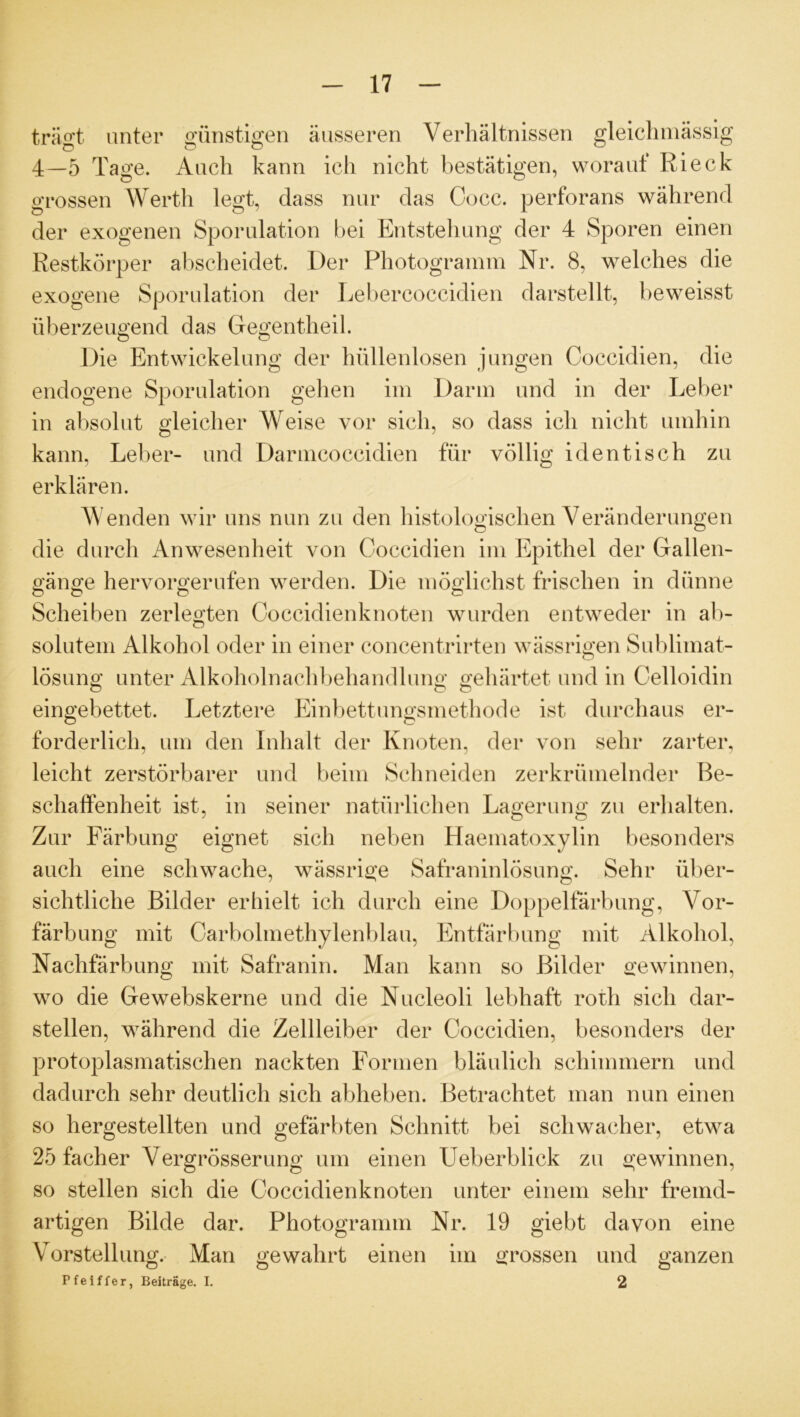 träft unter günstigen äusseren Verhältnissen gleiclnnässig 4—5 Tage. Auch kann ich nicht bestätigen, worauf Rieck grossen Werth legt, dass nur das Cocc. perforans während der exogenen Sporulation bei Entstehung der 4 Sporen einen Restkörper abscheidet. Der Photogramm Nr. 8, welches die exogene Sporulation der Lebercoceidien darstellt, beweisst überzeugend das Gegentheil. Die Entwickelung der hüllenlosen jungen Coccidien, die endogene Sporulation gehen im Darm und in der Leber in absolut gleicher Weise vor sich, so dass ich nicht umhin kann, Leber- und Darmcoccidien für völlig identisch zu erklären. W enden wir uns nun zu den histologischen Veränderungen die durch Anwesenheit von Coccidien im Epithel der Gallen- gänge hervorgerufen werden. Die möglichst frischen in dünne Scheiben zerlegten Coccidienknoten wurden entweder in ab- solutem Alkohol oder in einer concentrirten wässrigen Sublimat- lösung unter Alkoholnachbehandlung gehärtet und in Oelloidin eingebettet. Letztere Einbettungsmethode ist durchaus er- forderlich, um den Inhalt der Knoten, der von sehr zarter, leicht zerstörbarer und beim Schneiden zerkrümelnder Be- schaffenheit ist, in seiner natürlichen Lagerung zu erhalten. Zur Färbung eignet sich neben Haematoxylin besonders auch eine schwache, wässrige Safraninlösung. Sehr über- sichtliche Bilder erhielt ich durch eine Doppelfärbung, Vor- färbung mit Carboimethylenblau, Entfärbung mit Alkohol, Nachfärbung mit Safranin. Man kann so Bilder gewinnen, wo die Gewebskerne und die Nucleoli lebhaft roth sich dar- stellen, während die Zellleiber der Coccidien, besonders der protoplasmatischen nackten Formen bläulich schimmern und dadurch sehr deutlich sich abheben. Betrachtet man nun einen so hergestellten und gefärbten Schnitt bei schwacher, etwa 25 facher Vergrösserung um einen Ueberblick zu gewinnen, so stellen sich die Coccidienknoten unter einem sehr fremd- artigen Bilde dar. Photogramm Nr. 19 giebt davon eine Vorstellung. Man gewahrt einen im grossen und ganzen o o ^ o Pfeiffer, Beiträge. I. 2