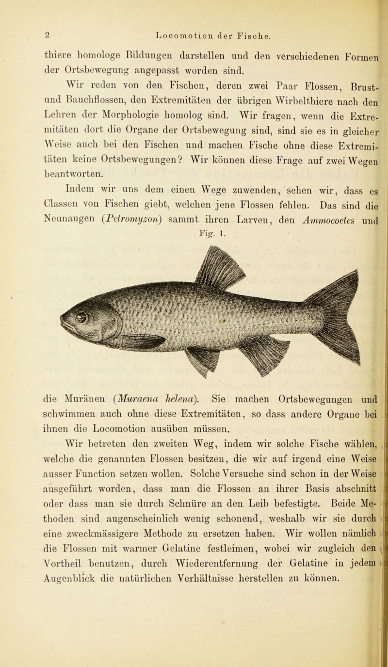 thiere homologe Bildungen darstellen und den verschiedenen Formen der Ortsbewegung angepasst worden sind. Wir reden von den Fischen, deren zwei Paar Flossen, Brust- und Bauchflossen, den Extremitäten der übrigen Wirbelthiere nach den Lehren der Morphologie homolog sind. Wir fragen, wenn die Extre- mitäten dort die Organe der Ortsbewegung sind, sind sie es in gleicher Weise auch bei den Fischen und machen Fische ohne diese Extremi- täten keine Ortsbewegungen? Wir können diese Frage auf zwei Wegen beantworten. Indem wir uns dem einen Wege zuwenden, sehen wir, dass es Classen von Fischen giebt, welchen jene Flossen fehlen. Das sind die Neunaugen (Petromyzon) sammt ihren Larven, den Ammocoetes und Big. 1. die Muränen (Muraena helena). Sie machen Ortsbewegungen und schwimmen auch ohne diese Extremitäten, so dass andere Organe bei ihnen die Locomotion ausüben müssen. Wir betreten den zweiten Weg, indem wir solche Fische wählen, welche die genannten Flossen besitzen, die wir auf irgend eine Weise ausser Function setzen wollen. Solche Versuche sind schon in der Weise ausgeführt worden, dass man die Flossen an ihrer Basis absclmitt I oder dass man sie durch Schnüre an den Leib befestigte. Beide Me- thoden sind augenscheinlich wenig schonend, weshalb wir sie durch eine zweckmässigere Methode zu ersetzen haben. Wir wollen nämlich j die Flossen mit warmer Gelatine festleimen, wobei wir zugleich den . Vortheil benutzen, durch Wiederentfernung der Gelatine in jedem i Augenblick die natürlichen Verhältnisse hersteilen zu können.