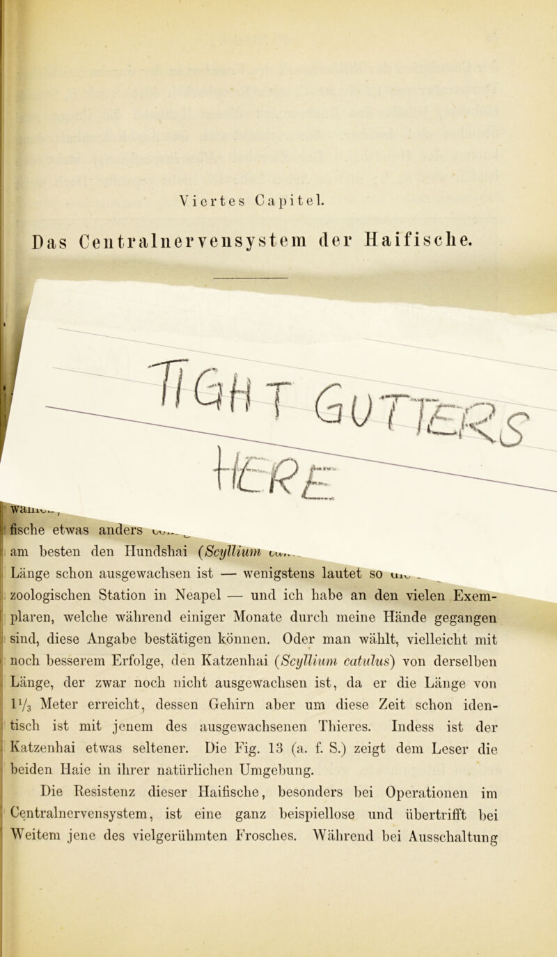 Das Centralnervensystem der Haifische. I r fische etwas anders am besten den Hundshai (Scyllium olv.. Länge schon ausgewachsen ist — wenigstens lautet so u±v, _ zoologischen Station in Neapel — und ich habe an den vielen Exem- plaren, welche während einiger Monate durch meine Hände gegangen sind, diese Angabe bestätigen können. Oder man wählt, vielleicht mit noch besserem Erfolge, den Katzenhai (Scyllium catulus) von derselben Länge, der zwar noch nicht ausgewachsen ist, da er die Länge von 1V3 Meter erreicht, dessen Gehirn aber um diese Zeit schon iden- tisch ist mit jenem des ausgewachsenen Thieres. Indess ist der Katzenhai etwas seltener. Die Fig. 13 (a. f. S.) zeigt dem Leser die beiden Haie in ihrer natürlichen Umgehung. Die Resistenz dieser Haifische, besonders hei Operationen im Centralnervensystem, ist eine ganz beispiellose und übertrifft bei Weitem jene des vielgerühmten Frosches. Während bei Ausschaltung