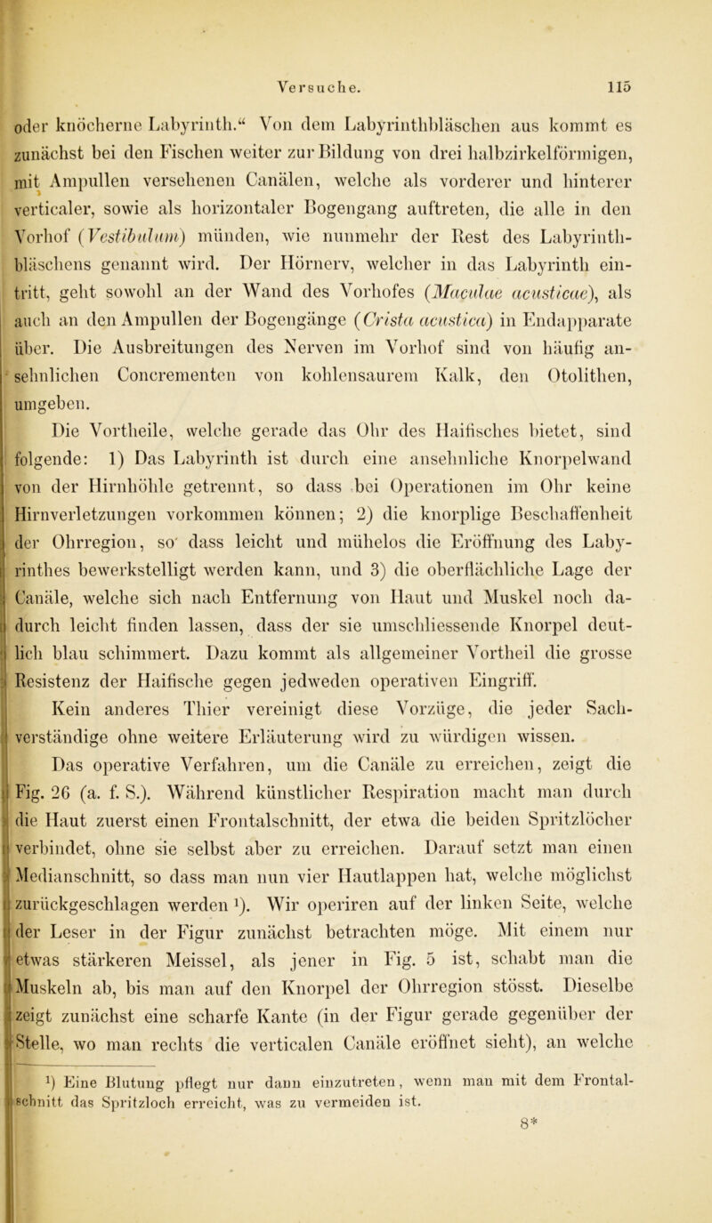 oder knöcherne Labyrinth.“ Von dem Labyrinthbläschen aus kommt es zunächst bei den Fischen weiter zur Bildung von drei halbzirkelförmigen, mit Ampullen versehenen Canälen, welche als vorderer und hinterer verticaler, sowie als horizontaler Bogengang auftreten, die alle in den Vorhof (Vestibülum) münden, wie nunmehr der Best des Labyrinth- bläschens genannt wird. Der Hörnerv, welcher in das Labyrinth ein- tritt, geht sowohl an der Wand des Vorhofes (Maculae acusticae), als auch an den Ampullen der Bogengänge (Crista acustica) in Endapparate über. Die Ausbreitungen des Nerven im Vorhof sind von häufig an- sehnlichen Concrementen von kohlensaurem Kalk, den Otolithen, umgeben. Die Vortheile, welche gerade das Ohr des Haifisches bietet, sind folgende: 1) Das Labyrinth ist durch eine ansehnliche Knorpelwand von der Hirnhöhle getrennt, so dass hei Operationen im Ohr keine Hirnverletzungen Vorkommen können; 2) die knorplige Beschaffenheit der Ohrregion, so' dass leicht und mühelos die Eröffnung des Laby- rinthes bewerkstelligt werden kann, und 3) die oberflächliche Lage der Canäle, welche sich nach Entfernung von Haut und Muskel noch da- durch leicht finden lassen, dass der sie umschliessende Knorpel deut- lich blau schimmert. Dazu kommt als allgemeiner Vortheil die grosse Resistenz der Haifische gegen jedweden operativen Eingriff. Kein anderes Thier vereinigt diese Vorzüge, die jeder Sach- verständige ohne weitere Erläuterung wird zu würdigen wissen. Das operative Verfahren, um die Canäle zu erreichen, zeigt die Fig. 26 (a. f. S.). Während künstlicher Respiration macht man durch die Haut zuerst einen Frontalschnitt, der etwa die beiden Spritzlöcher verbindet, ohne sie selbst aber zu erreichen. Darauf setzt man einen Medianschnitt, so dass man nun vier Hautlappen hat, welche möglichst zurückgeschlagen werden J). Wir operiren auf der linken Seite, welche der Leser in der Figur zunächst betrachten möge. Mit einem nur etwas stärkeren Meissei, als jener in Fig. 5 ist, schabt man die Muskeln ab, bis man auf den Knorpel der Ohrregion stösst. Dieselbe zeigt zunächst eine scharfe Kante (in der Figur gerade gegenüber der Stelle, wo man rechts die verticalen Canäle eröffnet sieht), an welche l) Eine Blutung pflegt nur dann einzutreten, wenn mau mit dem hrontal- schnitt das Spritzloch erreicht, was zu vermeiden ist. 8*