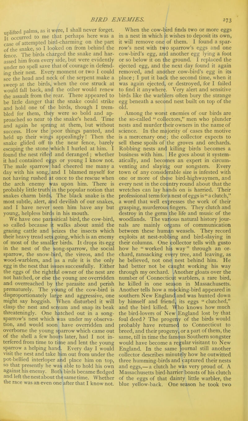 BIRD ENEMIES. 273 uplifted palms, as it were, I shall never forget. It occurred to me that perhaps here was a case of attempted bird-charming on the part of the snake, so I looked on from behind the fence. The birds charged the snake and har- assed him from every side, but were evidently under no spell save that of courage in defend- ing their nest. Every moment or two I could see the head and neck of the serpent make a sweep at the birds, when the one struck at would fall back, and the other would renew the assault from the rear. There appeared to be little danger that the snake could strike and hold one of the birds, though I trem- bled for them, they were so bold and ap- proached so near to the snake’s head. Time and again he sprang at them, but without success. How the poor things panted, and held up their wings appealingly! Then the snake glided off to the near fence, barely escaping the stone which I hurled at him. I found the nest rifled and deranged ; whether it had contained eggs or young I know not. The male sparrow had cheered me many a day with his song, and I blamed myself for not having rushed at once to the rescue when the arch enemy was upon him. There is probably little truth in the popular notion that snakes charm birds. The black snake is the most subtle, alert, and devilish of our snakes, and I have never seen him have any but young, helpless birds in his mouth. We have one parasitical bird, the cow-bird, so called because it walks about amid the grazing cattle and seizes the insects which their heavy tread sets going, which is an enemy of most of the smaller birds. It drops its egg in the nest of the song-sparrow, the social sparrow, the snow-bird, the vireos, and the wood-warblers, and as a rule it is the only egg in the nest that issues successfully. Either the eggs of the rightful owner of the nest are not hatched, or else the young are overridden and overreached by the parasite and perish prematurely. The young of the cow-bird is disproportionately large and aggressive, one might say hoggish. When disturbed it will clasp the nest and scream and snap its beak threateningly. One hatched out in a song- sparrow’s nest which was under my observa- tion, and would soon have overridden and overborne the young sparrow which came out of the shell a few hours later, had I not in- terfered from time to time and lent the young sparrow a helping hand. Every day I would visit the nest and take him out from under the pot-bellied interloper and place him on top, so that presently he was able to hold his own against his enemy. Both birds became fledged and left the nest about the same time. Whether the race was an even one after that I know not. When the cow-bird finds two or more eggs in a nest in which it wishes to deposit its own, it will remove one of them. I found a spar- row’s nest with two sparrow’s eggs and one cow-bird’s egg, and another egg lying a foot or so below it on the ground. I replaced the ejected egg, and the next day found it again removed, and another cow-bird’s egg in its place; I put it back the second time, when it was again ejected, or destroyed, for I failed to find it anywhere. Very alert and sensitive birds like the warblers often bury the strange egg beneath a second nest built on top of the old. Among the worst enemies of our birds are the so-called “ collectors,” men who plunder nests and murder their owners in the name of science. In the majority of cases the motive is a mercenary one; the collector expects to sell these spoils of the groves and orchards. Robbing nests and killing birds becomes a business with him. He goes about it system- atically, and becomes an expert in circum- venting and slaying our songsters. Every town of any considerable size is infested with one or more of these bird-highwaymen, and every nest in the country round about that the wretches can lay hands on is harried. Their professional term for a nest of eggs is “a clutch,” a word that well expresses the work of their grasping, murderous fingers. They clutch and destroy in the germ the life and music of the woodlands. The various natural history jour- nals are mainly organs of communication between these human weasels. They record exploits at nest-robbing and bird-slaying in their columns. One collector tells with gusto how he “ worked his way ” through an or- chard, ransacking every tree, and leaving, as he believed, not one nest behind him. He had better not be caught working his way through my orchard. Another gloats over the number of Connecticut warblers, a rare bird, he killed in one season in Massachusetts. Another tells how a mocking-bird appeared in southern New England and was hunted down by himself and friend, its eggs “ clutched,” and the bird killed. Who knows how much the bird-lovers of New England lost by that foul deed ? The progeny of the birds would probably have returned to Connecticut to breed, and their progeny, or a part of them, the same, till in time the famous Southern songster would have become a regular visitant to New England. In the same journal still another collector describes minutely how he outwitted three humming-birds and captured their nests and eggs,— a clutch he was very proud of. A Massachusetts bird-harrier boasts of his clutch of the eggs of that dainty little warbler, the blue yellow-back. One season he took two