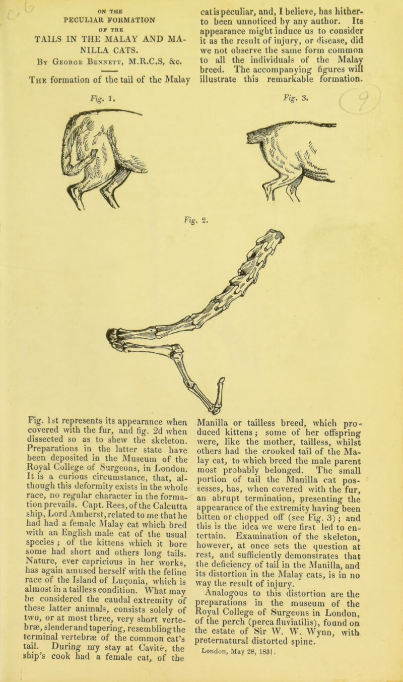 ON THK PECULIAR FORMATION OK THE TAILS IN THE MALAY AND MA- NILLA CATS. By George Bennett, M.R.C.S, &c. The formation of the tail of the Malay cat is peculiar, and, I believe, has hither- to been unnoticed by any author. Its appearance miijht induce us to consider it as the result of injury, or disease, did we not observe the same form common to all the individuals of the Malay breed. The accompanying figures will illustrate this remarkable formation. Fig. 2. Fig. 1st represents its appearance when covered with the fur, and fig. 2d when dissected so as to shew the skeleton. Preparations in the latter state have been deposited in the Museum of the Royal College of Surgeons, in London. It is a curious circumstance, that, al- though this deformity exists in the whole race, no regular character in the forma- tion prevails. Capt. Rees, of the Calcutta ship. Lord Amherst, related to me that he had had a female Malay cat which bred with_ an English male cat of the usual species ; of the kittens which it bore some had short and others long tails. Nature, ever capricious in her works, has again amused herself with the feline race of the Island of Lu^onia, which is almost in a tailless condition. What may be considered the caudal extremity of these latter animals, consists solely of two, or at most three, very short verte- brae, slender and tapering, resemblingthe terminal vertebrae of the common cat’s tail. During ray stay at Cavite, the ship’s cook had a female cat, of the Manilla or tailless breed, which pro- duced kittens; some of her offspring were, like the mother, tailless, whilst others had the crooked tail of the Ma- lay cat, to which breed the male parent most probably belonged. The small portion of tail the Manilla cat pos- sesses, has, when covered with the fur, an abrupt termination, presenting the appearance of the extremity having been bitten or chopped off (see Fig. 3); and tliis is the idea we were first led to en- tertain. Examination of the skeleton, however, at once sets the (piestion at rest, and sufficiently demonstrates that the deficiency of tail in the Manilla, and its distortion in the Malay cats, is in no way the result of injury. Analogous to this distortion are the preparations in the museum of the Royal College of Surgeons in London, of the perch (percafluvialilis), found on the estate of Sir W. W. Wynn, with preternatural distorted spine. London, May 28, 1831.