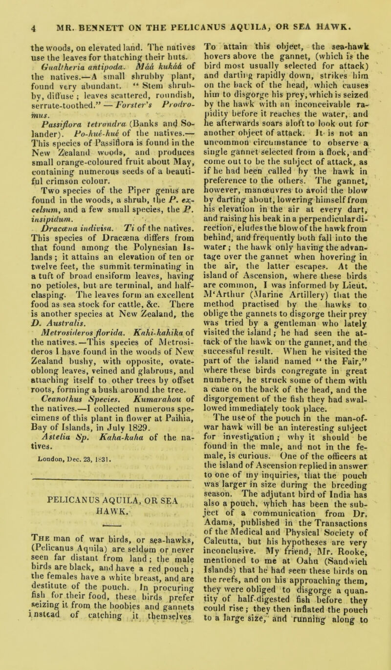 the woods, on elevated land. The natives use the leaves for thatching their huts. Gunltheria antipoda. Mad kukdd of the natives.—A small shrubby plant, found very abundant. “ Stem sbrul)- by, ditluse ; leaves scattered, roundish, serrate-toothed.” — J'oi sterns Piodro- itms. Passiflora tetrandra (Banks and So- lander). Po-hue-hud of the natives.— This species of Passiflora is found in the New Zealand woods, and produces small orange-coloured fruit about May, containing numerous seeds of a beauti- ful crimson colour. Two species of the Piper genus are found in the woods, a shrub, the P. ex- celsum, and a few small species, the JP. insipidum. DraccBna indivisa. Ti of the natives. This species of Dracaena differs from that found among the Polynesian Is- lands ; it attains an elevation of ten or twelve feet, the summit terminating in a tuft of broad ensiform leaves, having no petioles, but are terminal, and half- clasping. The leaves form an excellent food as sea stock for cattle, &c. There is another species at New Zealand, the D. Australis. Metrosideros florida. Knhi-kahika of the natives.—This species of Metrosi- deros 1 have found in the woods of New Zealand bushy, with opposite, ovate- oblong leaves, veined and glabrous, and Btiaching itself to other trees by offset roots, forming a bush around the tree. Ceanolhus Species. Kumarahou of the natives.—I collected numerous spe- cimens of this plant in flower at Paihia, Bay of Islands, in July 1829. Astelia Sp. Kaha-kuha of the na- tives. London, Dec. 23, ls31. PELICANUS AQUILA, OR SEA HAWK. The man of war birds, or sea-hawks, (Pelicanus Aquila) are seldom or never seen far distant from land ; the male birds are black, and have a red pouch ; the females have a white breast, and are destitute of the pouch. In procuring . ft^f their food, these birds prefer ^seizing it from the boobies and gannets i nstcad of catching it themselves * ‘ - ... . To attain this object, the sea-hawk hovers above the gannet, (which is the bird most usually selected for attack) and darting rapidly down, strikes him on the back of the head, which causes him to disgorge his prey, which is seized by the hawk with an inconceivable ra- pidity before it reaches the water, and he afterwards soars aloft to look out for another object of attack. It is not an uncommon circumstance to observe a single gannet selected from a flock, and come out to be the subject of attack, as if he had been called by the hawk in preference to the others. The gannet, however, manoeuvres to avoid the blow by darting about, lowering himself from his elevation in the air at every dart, and raising his beak in a perpendiculardi- rection, eludes the blow of the hawk from behind, and frequently both fall into the water; the hawk only having the advan- tage over the gannet when hovering in the air, the latter escapes. At the island of Ascension, where these birds are common, I was informed by Lieut. M'Arthur (.Marine Artillery) that the method practised by the liawks to oblige the gannets to disgorge their prey was tried by a gentleman who lately visited the island ; he had seen the at- tack of the hawk on the gannet, and the successful result. When he visited the part of the island named “ the Fair,” where these birds congregate in great numbers, he struck some of them with a cane on the back of the head, and the disgorgement of the fish they had swal- lowed immediately took place. The use of the pouch in the man-of- war hawk will be an interesting subject for investigation; why it should be found in the male, and not in the fe- male, is curious. One of the officers at the island of Ascension replied in answer to one of my inquiries, that the pouch was larger in size during the breeding season. The adjutant bird of India has also a pouch, \yhich has been the sub- ject of a communication from Dr. Adams, published in the Transactions of the Medical and Physical Society of Calcutta, but his hypotheses are very inconclusive. My friend, ]\Jr. Rooke, mentioned to me at Oahu (Sandwich Islands) that he had seen these birds on the reefs, and on his approaching them, they were obliged to disgorge a quan- tity of half-digested fish before they could rise ; they then inflated the pouch to a large size, and running along to