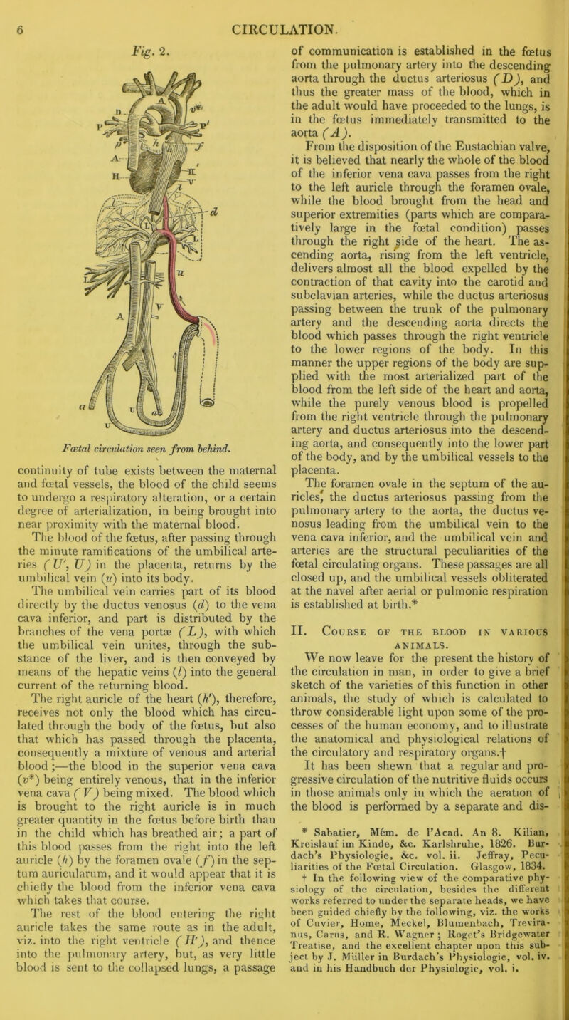 Fig. 2. Foetal circulation seen from behind. continuity of tube exists between the maternal and foetal vessels, the blood of the child seems to underp^o a respiratory alteration, or a certain degree of arterialization, in being brought into near proximity with the maternal blood. The blood of the foetus, after passing through the minute ramifications of the umbilical arte- ries (ir, U) in the placenta, returns by the umbilical vein (w) into its body. The umbilical vein carries part of its blood directly by the ductus venosus (t/) to the vena cava inferior, and part is distributed by the branches of the vena portai (L), with which the umbilical vein unites, through the sub- stance of the liver, and is then conveyed by means of the hepatic veins (/) into the general current of the returning blood. The right auricle of the heart (A'), therefore, receives not only the blood which has circu- lated through the body of the foetus, but also that which has passed through the placenta, consequently a mixture of venous and arterial blood ;—the blood in the superior vena cava {v'*) being entirely venous, that in the inferior vena cava ( V) being mixed. The blood which is brought to the right auricle is in much greater quantity in the foetus before birth than in the child which has breathed air; a part of this blood passes from the right into the left auricle (A) by the foramen ovale ( f) in the sep- tum auricularum, and it would appear that it is chiefly the blood from the inferior vena cava which takes that course. The rest of the blood entering the right auricle takes the same route as in the adult, viz. into the right ventricle (H'), and thence into the pulmon iry artery, but, as very little blood IS sent to the collapsed lungs, a passage of communication is established in the foetus from the pulmonary artery into the descending ! aorta through the ductus arteriosus (D), and thus the greater mass of the blood, which in the adult would have proceeded to the lungs, is in the foetus immediately transmitted to the aorta (A). From the disposition of the Eustachian valve, it is believed that nearly the whole of the blood of the inferior vena cava passes from the right to the left auricle through the foramen ovale, while the blood brought from the head and superior extremities (parts which are compara- tively large in the foetal condition) passes ( through the right ^ide of the heart. The as- cending aorta, rising from the left ventricle, delivers almost all the blood expelled by the ‘ contraction of that cavity into the carotid and subclavian arteries, while the ductus arteriosus i passing between the trunk of the pulmonary artery and the descending aorta directs the blood which passes through the right ventricle to the lower regions of the body. In this manner the upper regions of the body are sup- j plied with the most arterialized part of the I blood from the left side of the heart and aorta, i while the purely venous blood is propelled ) from the right ventricle through the pulmonary i artery and ductus arteriosus into the descend- ing aorta, and consequently into the lower part of the body, and by the umbilical vessels to the placenta. The foramen ovale in the septum of the au- ricles* the ductus arteriosus passing from the pulmonary artery to the aorta, the ductus ve- nosus leading from the umbilical vein to the vena cava inferior, and the umbilical vein and arteries are the structural peculiarities of the fcetal circulating organs. These passages are all i closed up, and the umbilical vessels obliterated at the navel after aerial or pulmonic respiration is established at birth.* II. Course of the blood in various ANIMALS. We now leave for the present the history of the circulation in man, in order to give a brief sketch of the varieties of this function in other animals, the study of which is calculated to throw considerable light upon some of the pro- cesses of the human economy, and to illustrate the anatomical and physiological relations of the circulatory and respiratory organs.f It has been shewn that a regular and pro- gressive circulation of the nutritive fluids occurs in those animals only in which the aeration of || the blood is performed by a separate and dis- * Sabatier, Mem. de I’Acad. An 8. Kilian, Kreislauf im Kinde, &c. Karlshruhe, 1826. 13ur- dach’s Physiologie, &c. vol. ii. Jeffray, Pecu- liarities of the Foetal Circulation. Glasgow, 1834. t In the following view of the comparative phy- siology of the circulation, besides the different works referred to under the separate heads, we have been guided chiefly by the following, viz. the works of Cuvier, Home, Meckel, fllumenhach, Trevira- nus. Cams, and R. Wagner ; Roget’s llridgewater Treatise, and the excellent chapter upon this sub- ject by .T. Miiller in Burdach’s Physiologie, vol. iv. and in his Handbuch der Physiologie, vol. i.