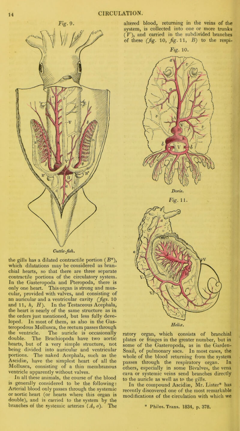 Fig. 9. Cuttle-fish. the gills has a dilated contractile portion (B*), which dilatations may be considered as bran- chial hearts, so that there are three separate contractile portions of the circulatory system. In the Gasteropoda and Pteropoda, there is only one heart. This organ is strong and mus- cular, provided with valves, and consisting of an auricular and a ventricular cavity (Jigs. 10 and 11, h, H). In the Testaceous Acephala, the heart is nearly of the same structure as in the orders just mentioned, but less fully deve- loped. In most of them, as also in the Gas- teropodous Mollusca, the rectum passes through the ventricle. The auricle is occasionally double. The Brachiopoda have two aortic hearts, but of a very simple structure, not being divided into auricular and ventricular portions. The naked Acephala, such as the Ascidiae, have the simplest heart of all the Mollusca, consisting of a thin membranous ventricle apparently without valves. In all these animals, the course of the blood is generally considered to be the following: Arterial blood only passes through the systemic or aortic heart (or hearts where this organ is double), and is carried to the system by the branches of the systemic arteries (A, a). The altered blood, returning in the veins of the system, is collected into one or more trunks ( V), and carried in the subdivided branches of these (fig. 10, Jig. 11, B) to the respi- Fig. 10. Fig.U. Helix. ratory organ, which consists of branchial plates or fringes in the greater number, but in some of the Gasteropoda, as in the Garden- Snail, of pulmonary sacs. In most cases, the whole of the blood returning from the system passes through the respiratory organ. In others, especially in some Bivalves, the vena cava or systemic veins send branches directly to the auricle as well as to the gills. In the compound Ascidiae, Mr. Lister* ha.s recently discovered one of the most remarkable modifications of the circulation with which we * Philos. Trans. 1834, p. 378.