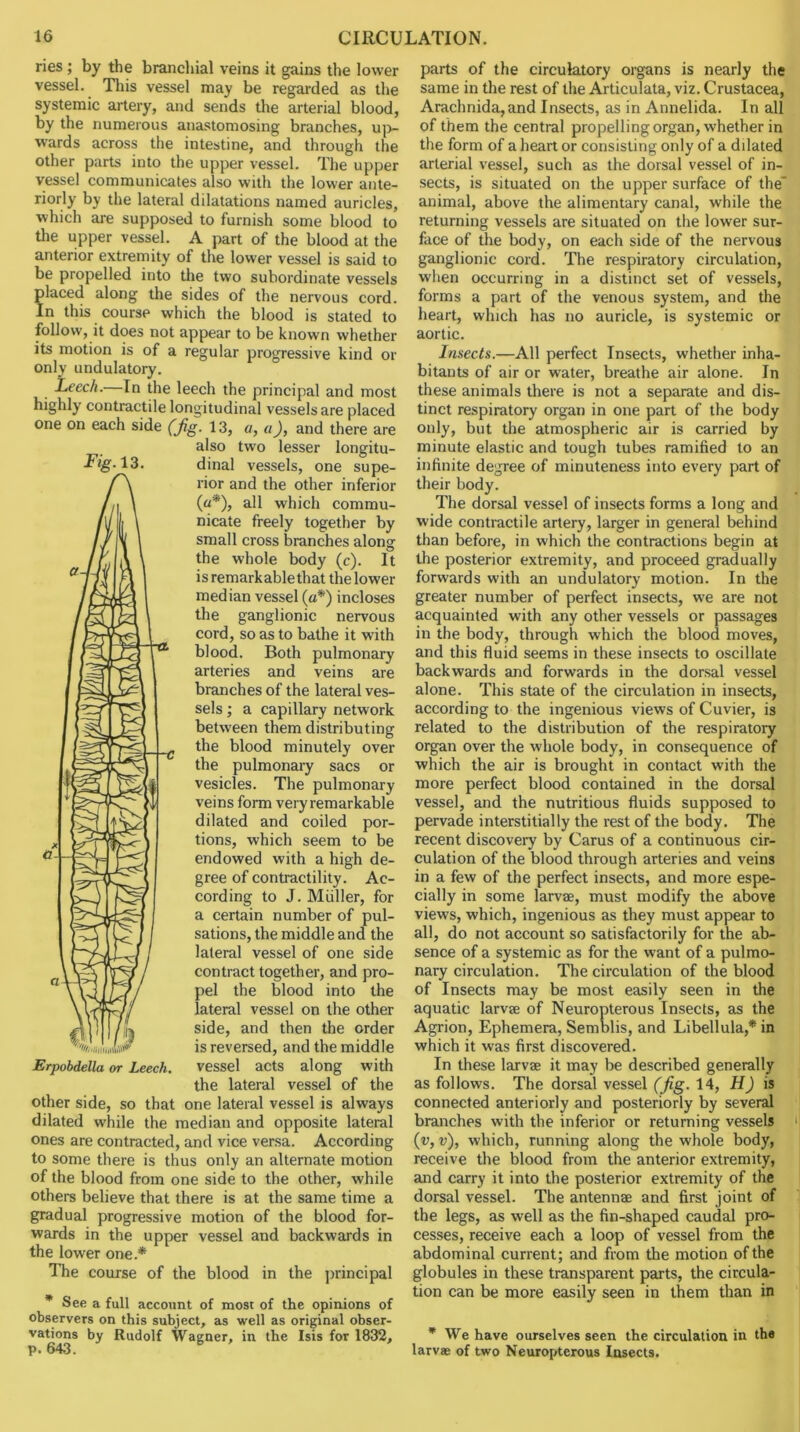 ries ; by the branchial veins it gains the lower vessel. This vessel may be regarded as the systemic artery, and sends the arterial blood, by the numerous anastomosing branches, uj)- wards across the intestine, and through the other parts into the upper vessel. The upper vessel communicates also with the lower ante- riorly by the lateral dilatations named auricles, which are supposed to furnish some blood to the upper vessel. A part of the blood at the anterior extremity of the lower vessel is said to be propelled into the two subordinate vessels placed along the sides of the nervous cord. In this course which the blood is stated to follow, it does not appear to be known whether its motion is of a regular progressive kind or only undulatory. Leech.—In the leech the principal and most highly contractile longitudinal vessels are placed one on each side (jig. 13, a, a), and there are also two lesser longitu- dinal vessels, one supe- rior and the other inferior (a*), all which commu- nicate freely together by small cross branches along the whole body (c). It is remarkable that the lower median vessel (a*) incloses the ganglionic nervous cord, so as to bathe it with blood. Both pulmonary arteries and veins are branches of the lateral ves- sels ; a capillary network between them distributing the blood minutely over the pulmonary sacs or vesicles. The pulmonary veins form very remarkable dilated and coiled por- tions, which seem to be endowed with a high de- gree of contractility. Ac- cording to J. Muller, for a certain number of pul- sations, the middle and the lateral vessel of one side contract together, and pro- pel the blood into the lateral vessel on the other side, and then the order is reversed, and the middle vessel acts along with the lateral vessel of the other side, so that one lateral vessel is always dilated while the median and opposite lateral ones are contracted, and vice versa. According to some there is thus only an alternate motion of the blood from one side to the other, while others believe that there is at the same time a gradual progressive motion of the blood for- wards in the upper vessel and backwards in the lower one.* The course of the blood in the ])rincipal * See a full account of most of the opinions of observers on this subject, as well as original obser- vations by Rudolf Wagner, in the Isis for 1832, p. 643. ' parts of the circulatory organs is nearly the same in the rest of the Articulata, viz. Crustacea, Arachnida, and Insects, as in Annelida. In all of them the central propelling organ, whether in the form of a heart or consisting only of a dilated arterial vessel, such as the dorsal vessel of in- sects, is situated on the upper surface of the” animal, above the alimentary canal, while the returning vessels are situated on the lower sur- face of the body, on each side of the nervous ganglionic cord. The respiratory circulation, when occurring in a distinct set of vessels, forms a part of the venous system, and the heart, which has no auricle, is systemic or aortic. Insects.—All perfect Insects, whether inha- bitants of air or water, breathe air alone. In these animals there is not a separate and dis- tinct respiratory organ in one part of the body only, but the atmospheric air is carried by minute elastic and tough tubes ramified to an infinite degree of minuteness into every part of their body. The dorsal vessel of insects forms a long and wide contractile artery, larger in general behind than before, in which the contractions begin at the posterior extremity, and proceed gradually forwards with an undulatory motion. In the greater number of perfect insects, w’e are not acquainted with any other vessels or passages in the body, through which the blood moves, and this fluid seems in these insects to oscillate backwards and forwards in the dorsal vessel alone. This state of the circulation in insects, according to the ingenious views of Cuvier, is related to the distribution of the respiratory organ over the whole body, in consequence of which the air is brought in contact with the more perfect blood contained in the dorsal vessel, and the nutritious fluids supposed to pervade interstitially the rest of the body. The recent discovery by Cams of a continuous cir- culation of the blood through arteries and veins in a few of the perfect insects, and more espe- cially in some larvae, must modify the above views, which, ingenious as they must appear to all, do not account so satisfactorily for the ab- sence of a systemic as for the want of a pulmo- nary circulation. The circulation of the blood of Insects may be most easily seen in the aquatic larvae of Neuropterous Insects, as the Agrion, Ephemera, Semblis, and Libellula,* in which it was first discovered. In these larvae it may be described generally as follows. The dorsal vessel (Jig. 14, H) is connected anteriorly and posteriorly by several branches with the inferior or returning vessels ‘I {v, v), which, running along the whole body, receive the blood from the anterior extremity, and carry it into the posterior extremity of the dorsal vessel. The antennae and first joint of the legs, as well as the fin-shaped caudal pro- cesses, receive each a loop of vessel from the abdominal current; and from the motion of the globules in these transparent parts, the circula- tion can be more easily seen in them than in * We have ourselves seen the circulation in the larvae of two Neuropterous Insects. Fig. 13.