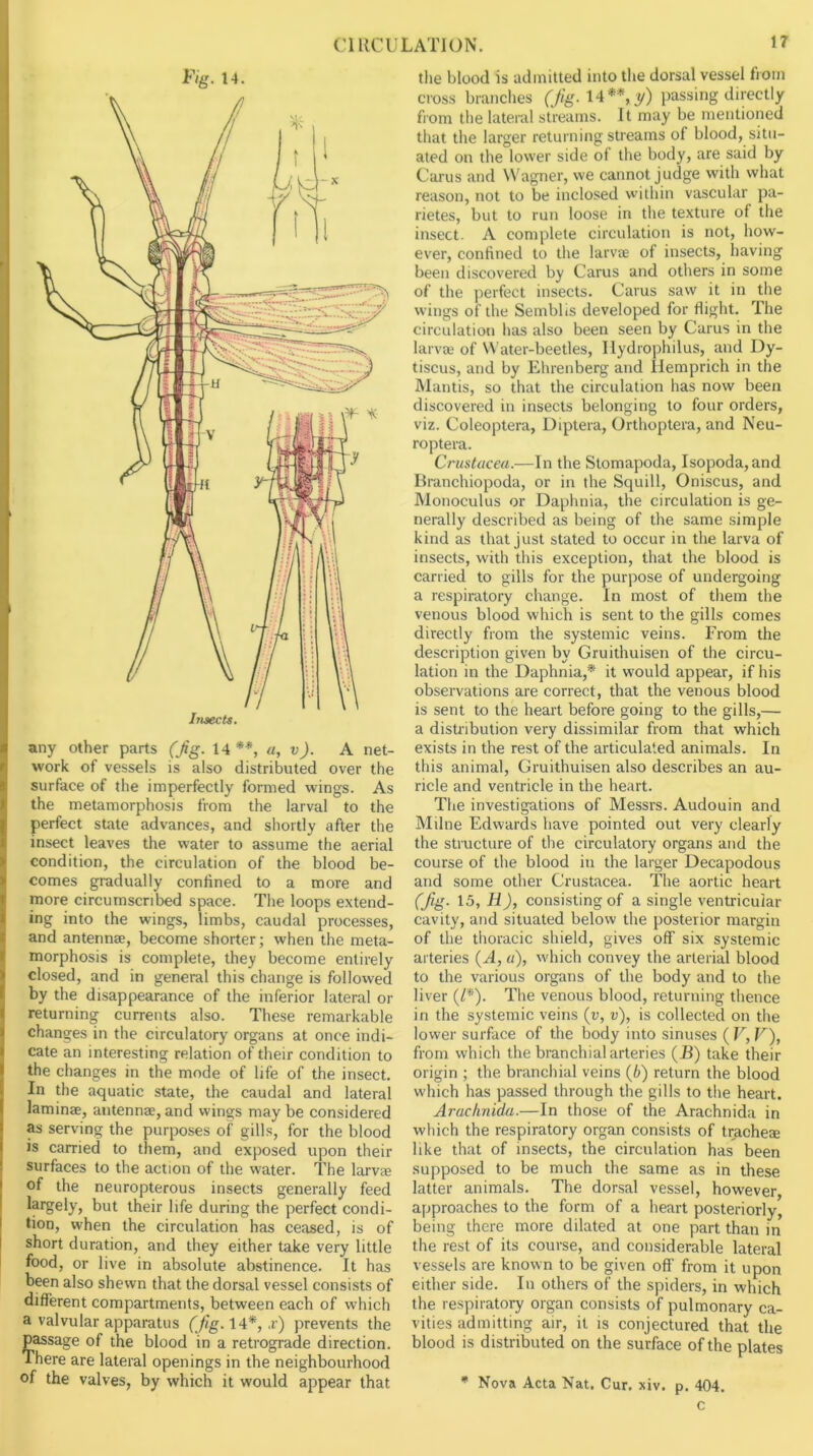 Fig. 14. surface of the imperfectly formed wings. As the metamorphosis from the larval to the perfect state advances, and shortly after the insect leaves the water to assume the aerial condition, the circulation of the blood be- comes gradually contined to a more and more circumscribed space. The loops extend- ing into the wings, limbs, caudal processes, and antennae, become shorter; when the meta- morphosis is complete, they become entirely closed, and in general this change is followed by the disappearance of the inferior lateral or returning currents also. These remarkable changes in the circulatory organs at once indi- cate an interesting relation of their condition to the changes in the mode of life of the insect. In the aquatic state, the caudal and lateral laminae, antennae, and wings may be considered as serving the purposes of gills, for the blood is carried to them, and exposed upon their surfaces to the action of the water. The larvie of the neuropterous insects generally feed largely, but their life during the perfect condi- tion, when the circulation has ceased, is of short duration, and they either take very little food, or live in absolute abstinence. It has been also shewn that the dorsal vessel consists of different compartments, between each of which a valvular apparatus (}lg. 14*, ,r) prevents the passage of the blood in a retrograde direction. There are lateral openings in the neighbourhood of the valves, by which it would appear that the blood is admitted into the dorsal vessel from cross branches (Jig. \4 **, i/) passing directly from the lateral streams. It may be mentioned that the larger returning streams of blood, situ- ated on the lower side of the body, are said by Cams and Wagner, we cannot judge with what reason, not to be inclosed within vascular pa- rietes, but to run loose in the texture of the insect. A complete circulation is not, how- ever, confined to the larvae of insects, liaving been discovered by Carus and others in some of the perfect insects. Carus saw it in the wings of the Semblis developed for flight. The circulation has also been seen by Carus in the larvae of Water-beetles, Ilydrophilus, and Dy- tiscus, and by Ehrenberg and Ilemprich in the Mantis, so that the circulation has now been discovered in insects belonging to four orders, viz. Coleoptera, Uiptera, Orthoptera, and Neu- roptera. Crustacea.—In the Stomapoda, Isopoda, and Ilranchiopoda, or in the Squill, Oniscus, and Monoculus or Daphnia, the circulation is ge- nerally described as being of the same simple kind as that just stated to occur in the larva of insects, with this exception, that the blood is carried to gills for the purpose of undergoing a respiratory change. In most of them the venous blood which is sent to the gills comes directly from the systemic veins. From the description given by Gruithuisen of the circu- lation in the Daphnia,* it would appear, if his observations are correct, that the venous blood is sent to the heart before going to the gills,— a disU’ibution very dissimilar from that which exists in the rest of the articulated animals. In this animal, Gruithuisen also describes an au- ricle and ventricle in the heart. The investigations of Messrs. Audouin and Milne Edwards have pointed out very clearly the structure of the circulatory organs and the course of the blood in the larger Decapodous and some other Crustacea. The aortic heart (Jig. 15, H), consisting of a single ventricular cavity, and situated below the posterior margin of the thoracic shield, gives off six systemic arteries {A, a), which convey the arterial blood to the various organs of the body and to the liver (/*). The venous blood, returning tlience in the systemic veins (r, v), is collected on tlie lower surface of the body into sinuses ( V, F), from which the branchial arteries (E) take their origin ; the branchial veins {b) return the blood which has passed through the gills to the heart. Arachnida.—In those of the Arachnida in which the respiratory organ consists of traohece like that of insects, the circulation has been supposed to be much the same as in these latter animals. The dorsal vessel, however, approaches to the form of a heart posteriorly, being there more dilated at one part than in the rest of its course, and considerable lateral vessels are known to be given off from it upon either side. In others of the spiders, in which the respiratory organ consists of pulmonary ca- vities admitting air, it is conjectured that the blood is distributed on the surface of the plates * Nova Acta Nat. Cur. xiv. p. 404. c
