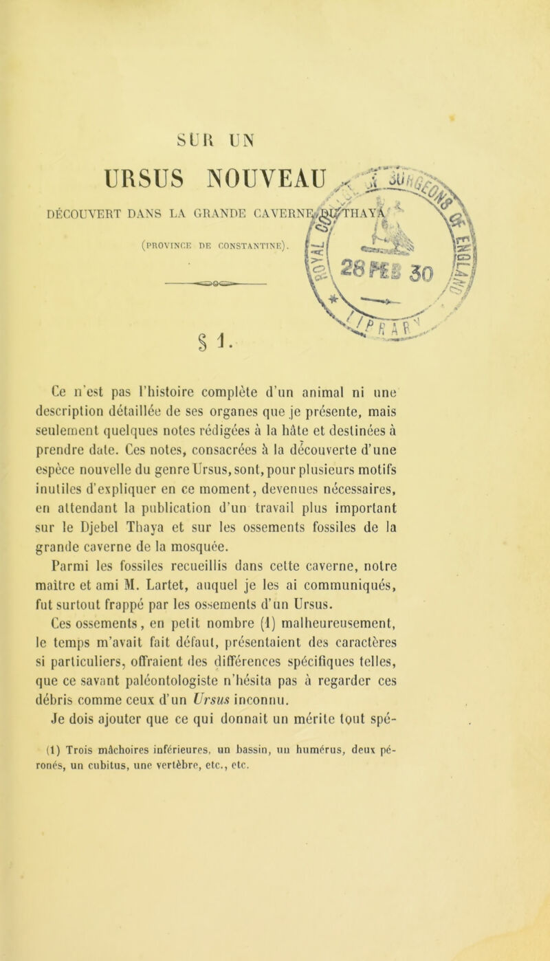 SLU UN URSUS NOUVEAU ' DÉCOUVERT DANS LA GRANDE CAVERN (province de constantine). Ce n’est pas l’hisloire complète d’un animal ni une description détaillée de ses organes que je présente, mais seulement quelques notes rédigées à la hâte et destinées à prendre date. Ces notes, consacrées à la découverte d’une espèce nouvelle du genre Ursus, sont, pour plusieurs motifs inutiles d’expliquer en ce moment, devenues nécessaires, en attendant la publication d’un travail plus important sur le Djebel Tliaya et sur les ossements fossiles de la grande caverne de la mosquée. Parmi les fossiles recueillis dans celte caverne, notre maitre et ami M. Lartet, auquel je les ai communiqués, fut surtout frappé par les ossements d’un Ursus. Ces ossements, en petit nombre (1) malheureusement, le temps m’avait fait défaut, présentaient des caractères si particuliers, offraient des différences spécifiques telles, que ce savant paléontologiste n’hésita pas à regarder ces débris comme ceux d’un Ursus inconnu. Je dois ajouter que ce qui donnait un mérite tout spé- (1) Trois mâchoires inférieures, un bassin, un humérus, deux pé- ronés, un cubitus, une vertèbre, etc., etc.