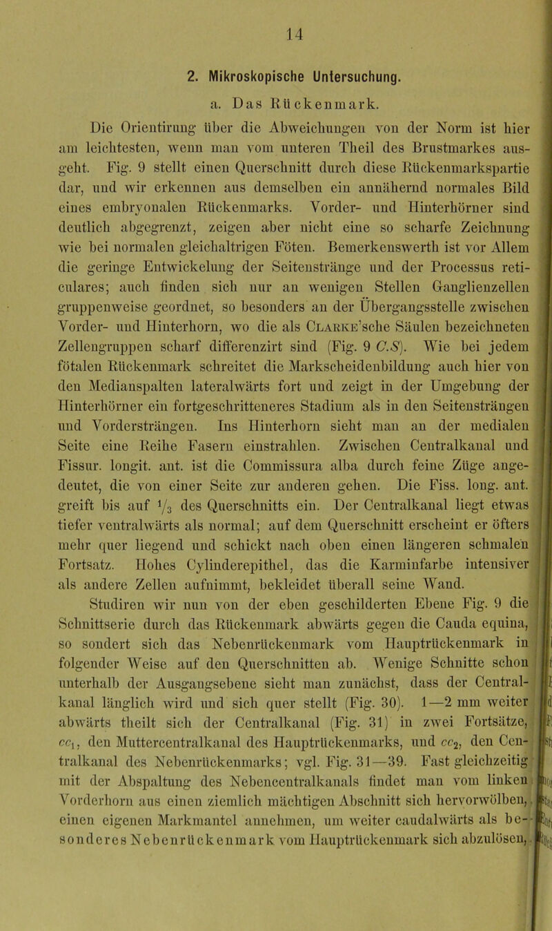 a. Das lUickenmavk. Die Orientirimg- Uber die Abweiebungeii von der Norm ist hier am leiebtesteu, wenn man vom unteren Tlieil des Brustmarkes aus- gebt. Fig. 9 stellt einen Querschnitt dureb diese Rückenmarkspartie dar, und wir erkennen aus demselben ein annähernd normales Bild eines embryonalen Rückenmarks. Vorder- und Hinterhörner sind deutlich abgegreuzt, zeigen aber nicht eine so scharfe Zeichnung wie bei normalen gleichaltrigen Föten. Bemerkenswerth ist vor Allem die geringe Entwickelung der Seitenstränge und der Processus reti- culares; auch finden sich nur an wenigen Stellen Ganglienzellen gruppenweise geordnet, so besonders an der Übergangsstelle zwischen Vorder- und Hinterhorn, wo die als CLARKE’sche Säulen bezeichneten Zellengruppen scharf dilferenzirt sind (Fig. 9 C.S). Wie bei jedem fötalen Rückenmark schreitet die Markscheidenbildung auch hier von den Medianspalten lateralwärts fort und zeigt in der Umgebung der Hinterhörner ein fortgeschritteneres Stadium als in den Seitensträngen und Vordersträngen. Ins Hinterhorn sieht man an der medialen Seite eine Reihe Fasern einstrahlen. Zwischen Centralkanal und Fissur, longit. ant. ist die Commissura alba durch feine Züge ange- deutet, die von einer Seite zur anderen gehen. Die Fiss. long. ant. greift bis auf 1/3 des Querschnitts ein. Der Centralkanal liegt etwas tiefer ventralwärts als normal; auf dem Querschnitt erscheint er öfters mehr quer liegend und schickt nach oben einen längeren schmalen Fortsatz. Hohes Cylinderepithel, das die Karminfarbe intensiver als andere Zellen aufnimmt, bekleidet überall seine Wand. Studiren wir nun von der eben geschilderten Ebene Fig. 9 die Schnittserie durch das Rückenmark abwärts gegen die Cauda equina, so sondert sich das Nebenrückenmark vom Hauptrückenmark in folgender Weise auf den Querschnitten ab. AVenige Schnitte schon unterhalb der Ausgangsebene sieht man zunächst, dass der Central- J; kanal länglich wird und sich quer stellt (Fig. 30). 1—2 mm weiter, abwärts theilt sieb der Centralkanal (Fig. 31) in zwei Fortsätze, ccj, den Muttercentralkanal des Hauptrückenmarks, und cc2, den Cen- tralkanal des Nebenrückenmarks; vgl. Fig. 31—39. Fast gleichzeitig mit der Abspaltung des Nebencentralkanals findet man vom linken i Vorderhorn aus einen ziemlich mächtigen Abschnitt sich hervorwölben,, j einen eigenen Markmantel annebmen, um weiter caudalwärts als be- sondercsNebenrückeumark vom Hauptrückenmark sich abzulösen, .1