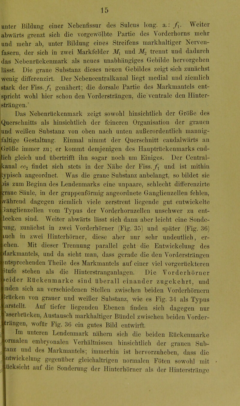 unter Bikluug einer Nebenfissur des Sulcus long. a.: /i- Weiter abwärts grenzt sich die vorgewölbte Partie des Vorderborns mehr und mehr ab, unter Bildung eines Streifens markbaitiger Nerven- fasern, der sich in zwei Markfelder ifj und trennt und dadurch das NebenrUckenmark als neues unabhängiges Gebilde hervorgehen lässt. Die graue Substanz dieses neuen Gebildes zeigt sich zunächst wenig differenzirt. Der Nebencentralkanal liegt medial und ziemlich stark der Fiss.genähert; die dorsale Partie des Markmantels ent- spricht wohl hier schon den Vordersträngen, die ventrale den Hinter- isträngen.' Das Nebenrückenmark zeigt sowohl hinsichtlich der Größe des Querschnitts als hinsichtlich der feineren Organisation der grauen äind weißen Substanz von oben nach unten außerordentlich mannig- faltige Gestaltung. Einmal nimmt der Querschnitt caudalwärts an Größe immer zu; er kommt demjenigen des Hauptrückenmarks end- lich gleich und übertrifft ihn sogar noch um Einiges. Der Central- kanal CC2 findet sich stets in der Nähe der Fiss./i und ist mithin ypisch angeordnet. Was die graue Substanz anbelangt, so bildet sie )is zum Beginn des Lendenmarks eine unpaare, schlecht differenzirte ^raue Säule, in der gruppenförmig angeordnete Ganglienzellen fehlen, während dagegen ziemlich viele zerstreut liegende gut entwickelte Ganglienzellen vom Typus der Vorderhornzellen unschwer zu ent- locken sind. Weiter abwärts lässt sich dann aber leicht eine Sonde- •ung, zunächst in zwei Vorderhörner (Fig. 35) und später (Fig. 36) luch in zwei Hinterhörner, diese aber nur sehr undeutlich, ei- chen. Mit dieser Trennung parallel geht die Entwickelung des darkmantels, und da sieht man, dass gerade die den Vordersträngen entsprechenden Theile des Markmantels auf einer viel vorgerückteren itufe stehen als die Hinterstranganlagen. Die Vorderhörner leider Eückenmarke sind überall einander zugekehrt, und inden sich an verschiedenen Stellen zwischen beiden Vorderhörnern >rücken von grauer und weißer Substanz, Avie es Fig. 34 als Typus arstellt. Auf tiefer liegenden Ebenen finden sich dagegen nur aserbrücken, Austausch markhaltiger Bündel zwischen beiden Vorder- trängen, wofür Fig. 36 ein gutes Bild entwirft. Im unteren Lendenmark nähern sich die beiden Rückenmarke lorraalen embryonalen Verhältnissen hinsichtlich der grauen Sub- j^anz und des Markmantels; immerhin ist hervorzuheben, dass die iiitwickeluiig gegenüber gleichaltrigen normalen Föten sowohl mit • Jücksicht auf die Sonderung der Hinterhörner als der Hinterstränge