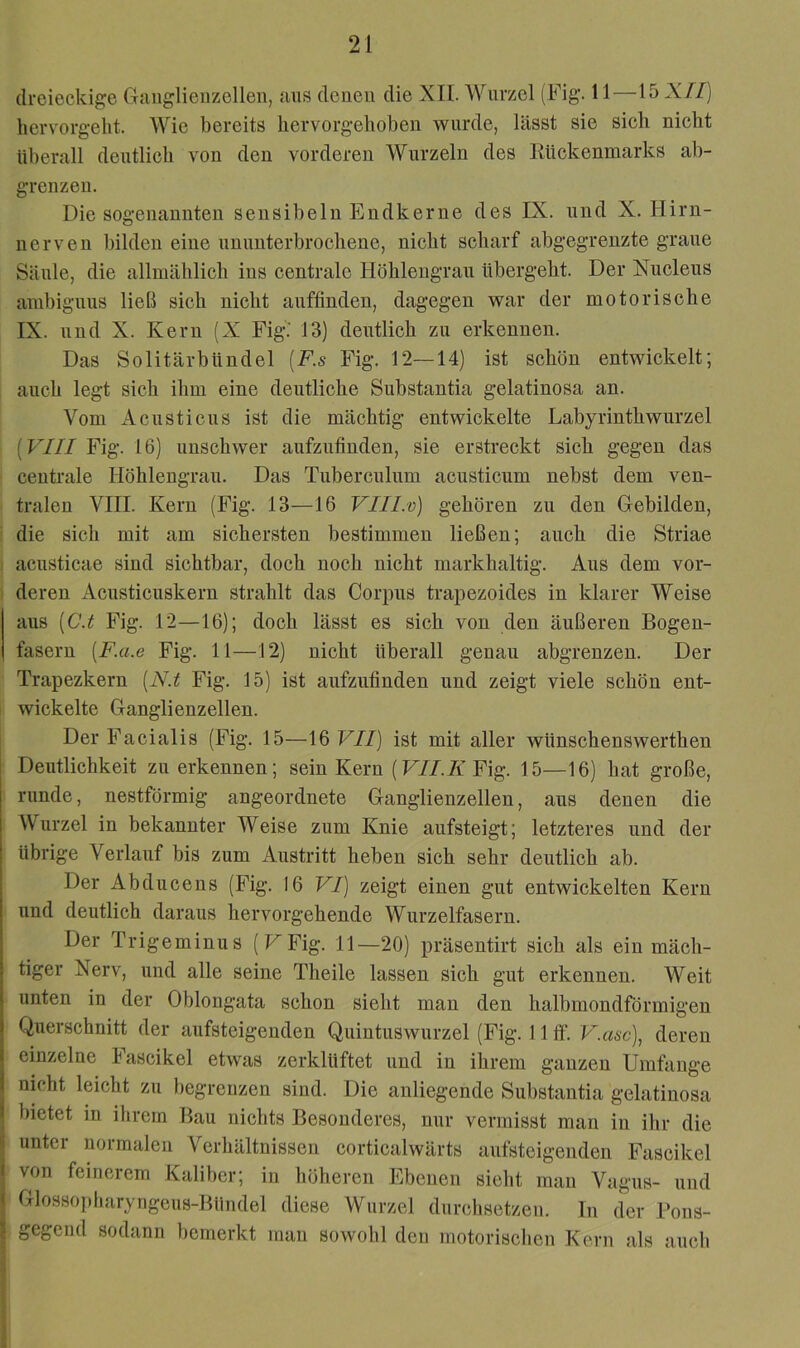 dreieckige Ganglieuzelleii, ans denen die XII. Wurzel (Fig. 11—15 X//) liervorgelit. Wie bereits liervorgelioben wurde, lässt sie sich nicht überall deutlich von den vorderen Wurzeln des Eückenmarks ab- grenzen. Die sogenannten sensibeln Endkerne des IX. und X. Hirn- nerven bilden eine ununterbrochene, nicht scharf abgegrenzte graue Säule, die allmählich ins centrale Höhlengrau tibergeht. Der Xucleus auibiguus ließ sich nicht auffinden, dagegen war der motorische IX. und X. Kern (X Fig.’ 13) deutlich zu erkennen. Das Solitärbtindel [F.s Fig. 12—14) ist schön entwickelt; auch legt sich ihm eine deutliche Substantia gelatinosa an. Vom Acustieus ist die mächtig entwickelte Labyrinthwurzel [VIII Fig. 16) unschwer aufzufinden, sie erstreckt sich gegen das centrale Höhlengrau. Das Tuberculum acusticum nebst dem ven- tralen VIII. Kern (Fig. 13—16 VIILo) gehören zu den Gebilden, • die sich mit am sichersten bestimmen ließen; auch die Striae acusticae sind sichtbar, doch noch nicht markhaltig. Aus dem vor- deren Aeustieuskern strahlt das Corpus trapezoides in klarer Weise aus [C.t Fig. 12—16); doch lässt es sich von den äußeren Bogen- fasern [F.a.e Fig. 11—12) nicht überall genau abgrenzen. Der Trapezkern [N.t Fig. 15) ist aufziifinden und zeigt viele schön ent- wickelte Ganglienzellen. Der Faeialis (Fig. 15—16 VII) ist mit aller wtinschenswerthen I Deutliehkeit zu erkennen; sein Kern (F7/.7t Fig. 15—16) hat große, runde, nestförmig angeordnete Ganglienzellen, aus denen die Wurzel in bekannter Weise zum Knie aufsteigt; letzteres und der übrige Verlauf bis zum Austritt heben sich sehr deutlich ab. Der Abducens (Fig. 16 VI) zeigt einen gut entwickelten Kern und deutlieh daraus hervorgehende Wurzelfasern. Der Trigeminus (HFig. 11—20) präsentirt sich als ein mäch- tiger Nerv, und alle seine Theile lassen sich gut erkennen. Weit unten in der Oblongata schon sieht man den halbmondförmigen Querschnitt der aufsteigenden Quintuswurzel (Fig. 11 ft‘. V.asc), deren einzelne Fascikel etwas zerklüftet und in ihrem ganzen Umfange nicht leicht zu begrenzen sind. Die anliegende Substantia gelatinosa I bietet in ilirein Bau nichts Besonderes, nur vermisst man in ihr die ii unter normalen Verhältnissen corticalwärts aufsteigenden Fascikel ( von feinerem Kaliber; in höheren Ebenen sieht man Vagus- und « Glossopharyngeus-Bündel diese Wurzel durchsetzen. In der Fons- < gegend sodann bemerkt man sowohl den motoriscben Kern als auch