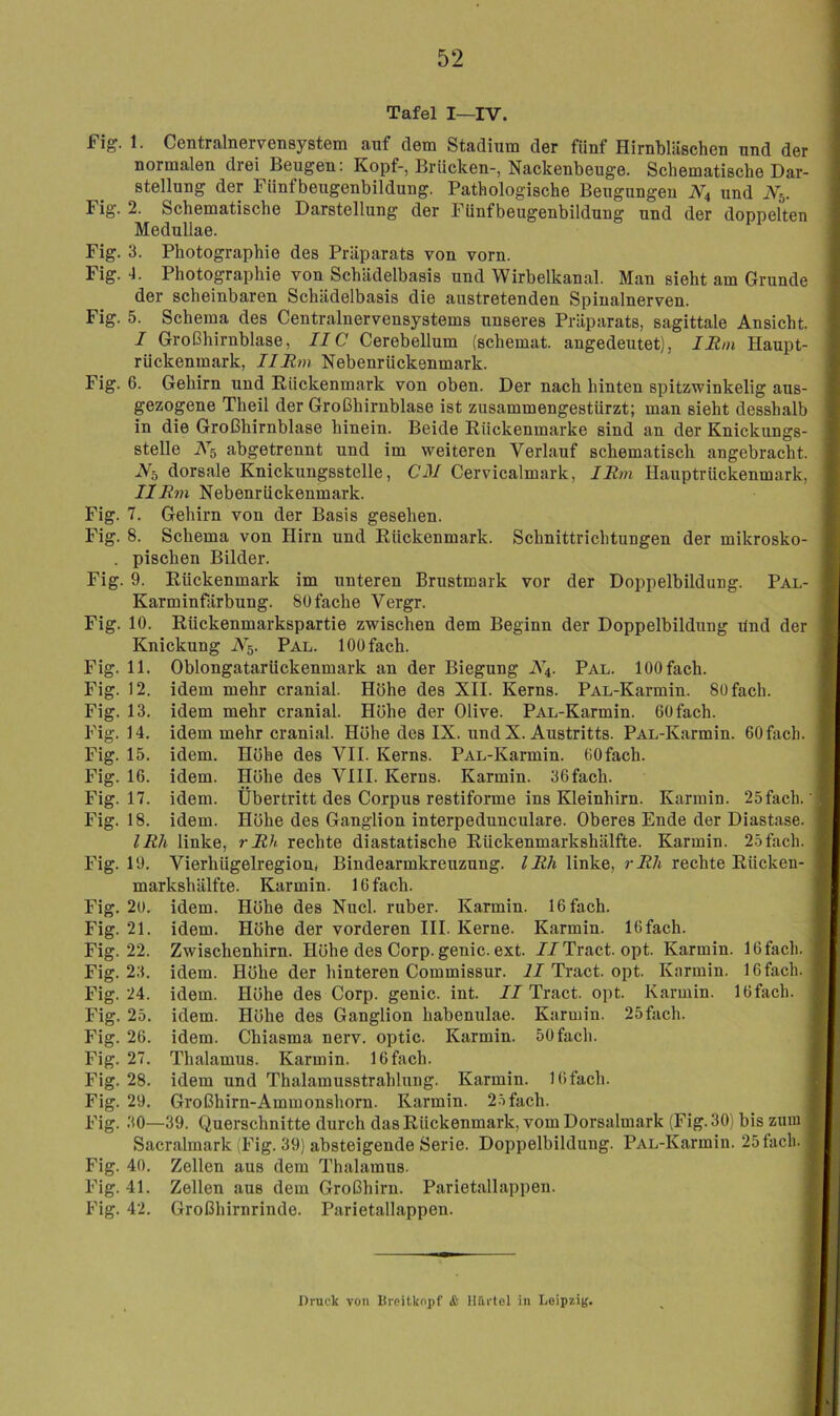 Tafel I—IV. fig. 1. Centralnervensystem auf dem Stadium der fünf Hirnbläschen und der normalen drei Beugen: Kopf-, Brücken-, Nackenbeuge. Schematische Dar- stellung der Fünfbeugenbildung. Pathologische Beugungen N4 und N5. Fig. 2. Schematische Darstellung der Fünfbeugenbildung und der doppelten Medullae. Fig. 3. Photographie des Präparats von vorn. Fig. 4. Photographie von Schädelbasis und Wirbelkanal. Man sieht am Grunde der scheinbaren Schädelbasis die austretenden Spinalnerven. Fig. 5. Schema des Centralnervensystems unseres Präparats, sagittale Ansicht. I Großhirnblase, IIC Cerebellum (schemat. angedeutet), IJRm Haupt- rückenmark, IIUm Nebenrückenmark. Fig. 6. Gehirn und Rückenmark von oben. Der nach hinten spitzwinkelig aus- gezogene Theil der Großhirnblase ist zusammengestürzt; man sieht desshalb in die Großhirnblase hinein. Beide Rückenmarke sind an der Knickungs- stelle A’s abgetrennt und im weiteren Verlauf schematisch angebracht. A^5 dorsale Knickungsstelle, C3I Cervicalmark, lEm Hauptrückenmark, IIRm Nebenrückenmark. Fig. 7. Gehirn von der Basis gesehen. Fig. 8. Schema von Hirn und Rückenmark. Schnittrichtungen der mikrosko- . pischen Bilder. Fig. 9. Rückenmark im unteren Brustmark vor der Doppelbildung. Pal- Karminfärbung. 80 fache Vergr. Fig. 10. Rückenmarkspartie zwischen dem Beginn der Doppelbildung ilnd der Knickung N^. Pal. 100 fach. Fig. 11. Oblongatarückenmark an der Biegung A4. Pal. 100 fach. Fig. 12. idem mehr cranial. Höhe des XII. Kerns. PAL-Karmin. 80 fach. Fig. 13. idem mehr cranial. Höhe der Olive. PAL-Karmin. 60fach. Fig. 14. idem mehr cranial. Höhe des IX. und X. Austritts. PAL-Karmin. 60 fach. Fig. 15. idem. Höhe des VII. Kerns. PAL-Karmin. OOfach. Fig. 16. idem. Höhe des VIII. Kerns. Karmin. 36fach. Fig. 17. idem. Übertritt des Corpus restiforme ins Kleinhirn. Karmin. 25fach. Fig. 18. idem. Höhe des Ganglion interpedunculare. Oberes Ende der Diastase. IRh linke, r Rk rechte diastatische Rückenmarkshälfte. Karmin. 25fach. Fig. 19. Vierhügelregioui Bindearmkreuzung. IRh linke, rRh rechte Rücken- markshälfte. Karmin. 16 fach. Fig. 2o. idem. Höhe des Nucl. ruber. Karmin. 16 fach. Fig. 21. idem. Höhe der vorderen III. Kerne. Karmin. 16fach. Fig. 22. Zwischenhirn. Höhe des Corp. genic. ext. //Tract. opt. Karmin. 16 fach. Fig. 23. idem. Höhe der hinteren Commissur. iJ Tract. opt. Karmin. 16 fach. Fig. 24. idem. Höhe des Corp. genic. int. II Tract. opt. Karmin. 16fach. Fig. 25. idem. Höhe des Ganglion habenulae. Karmin. 25fach. Fig. 26. idem. Chiasma nerv, optic. Karmin. 50fach. Fig. 27. Thalamus. Karmin. 16 fach. Fig. 28. idem und Thalamusstrahlung. Karmin. 16 fach. Fig. 29. Großhirn-Ammonshorn. Karmin. 2.5 fach. Fig. 30—39. Querschnitte durch das Rückenmark, vom Dorsalmark (Fig. 30) bis zum Sacralmark (Fig. 39) absteigende Serie. Doppelbildung. PAL-Karmin. 25tach. Fig. 40. Zellen aus dem Thalamus. . Fig. 41. Zellen aus dem Großhirn. Parietallappen. | Fig. 42. Großhirnrinde. Parietallappen. j Druck von Ureitkopf & llurtel in Loipziif. f