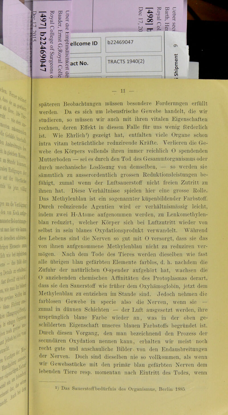 ■«tu, v * ils I * l'S Uh ^ Iiat. *«GäN' h I, ***«», ‘ * ** fcJ; ' OWäätle jetzt vij, ;tn uni die ^ erfülle (Itii von Kl)l•llaDI»^! iiiuinetei'Belfoclitonjs- •iit mau liier wie knoi dt derselben scbätzen. liiiVen Elemente zii' liflnriebeiinjitirte» « - iiii Bill I» .iftlia«'*: WiWi»**' ■ I» <j ,]en^^'“ ^e- dien initJ' etl'i edofi cbl'^i der I ein ^ I - ah* -J S| K> fT 4^ o ^ c/o O TO IV CD ^ 3 er. O CD C Zi CT 03 o D- ^ <0> c. “< — m Z 3 V3 a CO C ra o D3 m n 80 00 Ei. 3. p* er m “1 O X C/3 K) O er o_ a> o v; p o_ ö* 3 ^ ellcome ID 3 Q 622469047 3 ?^ act No. TRACTS 1940(2) o — cn c 0/ E Q. !c LO i 11 späteren Beobachtungen müssen besondere Forderungen erfüllt werden. Da es sich um lebeiisfrische Dewebe handelt, die wir studieren, so müssen wir auch mit ihren vitalen Eigenschaften rechnen, deren Effekt in diesem Falle für uns wenig förderlich ist. Wie Ehrlich') gezeigt hat, entfalten viele Organe schon intra vitain beträchtliche reduzirende Kräfte. Verlieren die Ge- wvebe des Körpers vollends ihren immer reichlich O spendenden Mutterboden — sei es durch den Tod des Gesamintorganismus oder durch mechanische Loslösung von demselben, — so werden sie sämmtlich zu ausserordentlich grossen Keduktionsleistungen be- fähigt, zumal wenn der Luftsauerstoff nicht freien Zutritt zu ihnen hat. Diese A'erhältnisse spielen hier eine grosse Bolle. Das Methylenblau ist ein sogenannter küpenbildender Farbstoff. Durch reduzirende Agentien wird er verhältnismässig leicht, indem zwei H-Atome aufgenommen werden, zu Ijenkomethylen- blau reduzirt, welcher Körper sich bei Luftzutritt wieder von selbst in sein blaues Oxydationsprodukt verwandelt. Während des Lebens sind die Nerven so gut mit 0 versorgt, dass sie das von ihnen aufgenommene Methylenblau nicht zu reduziren ver- mögen. Nach dem Tode des Tieres Averden dieselben Avie fast alle übrigen blau gefärbten Elemente farblos, d. h. nachdem die Zufuhr der natürlichen 0-spender aufgehört hat, Avachsen die 0 anziehenden chemischen Affinitäten des Protoplasmas derart, dass sie den Sauerstoff Avie früher dem Oxyhämoglobin, jetzt dem Methylenblau zu entziehen im Stande sind. Jedoch nehmen die farblosen GeAvebe in specie also die Nerven, wenn sie — zumal in dünnen Schichten — der Luft ausgesetzt Averden, ihre ursprünglich blaue Farbe Avieder an, Avas in der oben ge- schilderten Eigenschaft unseres blauen Farbstoffs begründet ist. Durch diesen Vorgang, den man bezeichnend den Prozess der secundären Oxydation nennen kann, erhalten Avir meist noch recht gute und anschauliche Bilder- von den Endausbreitungen der Nerven. Doch sind dieselben nie so vollkommen, als Avenn Avir GeAvebsstücke mit den primär blau gefärbten Nerven dem lebenden Tiere resp. momentan nach Eintritt des Todes, Avenn Das Sauerstoffbedürfnis des Oi'ganismus, Berlin 1885