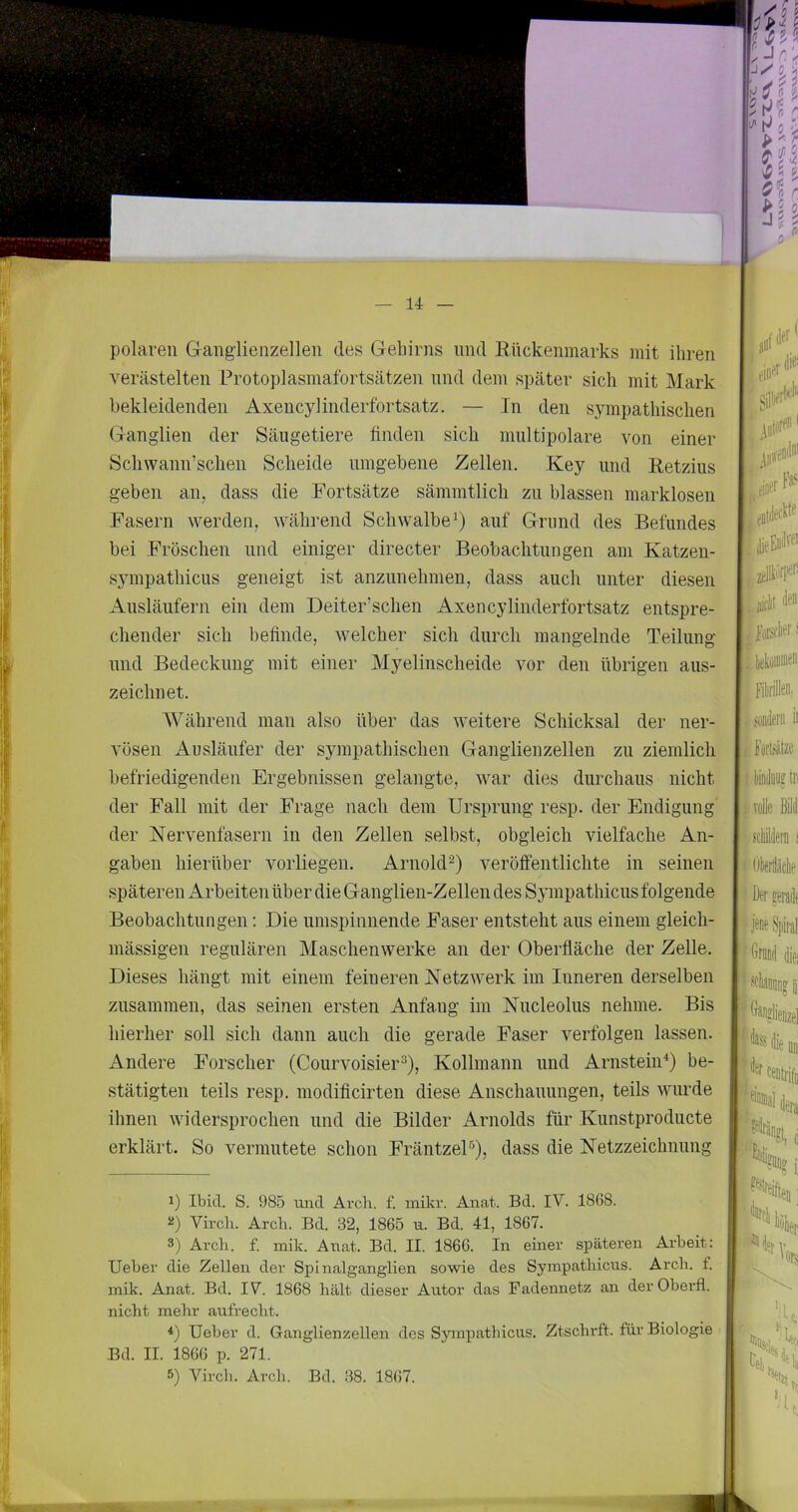 polaren Ganglienzellen des Gehirns und Rückenmarks mit ihren verästelten Protoplasmafortsätzen und dem später sich mit Mark bekleidenden Axencylinderfortsatz. — In den sympathischen Ganglien der Säugetiere finden sich mnltipolare von einer Schwann’schen Scheide umgebene Zellen. Key und Retzius geben an, dass die Fortsätze sämmtlich zn blassen marklosen Fasern werden, während Schwalbe^) auf Grund des Befundes bei Fröschen und einiger directer Beobachtungen am Katzeu- sympathicus geneigt ist anzunehmen, dass auch unter diesen Ausläufern ein dem Deiter’sclien Axencylinderfortsatz entspre- chender sich befinde, welcher sich durch mangelnde Teilung und Bedeckung mit einer Myelinscheide vor den übrigen aus- zeichnet. Während man also über das weitere Schicksal der ner- vösen Ausläufer der sympathischen Ganglienzellen zu ziemlich befriedigenden Ergebnissen gelangte, war dies durchaus nicht der Fall mit der Frage nach dem Ursprung resp. der Endigung’ der Nervenfasern in den Zellen selbst, obgleich vielfache An- gaben hierüber vorliegen. Arnold^) veröffentlichte in seinen späteren Arbeiten über die Ganglien-Zellen des Sympathicus folgende Beobachtungen: Die umspinnende Faser entsteht aus einem gleich- mässigen regulären Maschenwerke an der Oberfläche der Zelle. Dieses hängt mit einem feineren Netzwerk im Inneren derselben zusammen, das seinen ersten Anfang im Nucleolus nehme. Bis hierher soll sich dann auch die gerade Faser verfolgen lassen. Andere Forscher (Courvoisier^), Kollmann und ArnsteiiP) be- stätigten teils resp. modificirten diese Anschauungen, teils wurde ihnen widersprochen und die Bilder Arnolds für Kunstprodncte erklärt. So vermutete schon FräntzeP), dass die Netzzeichnung 1) Ibid. S. 985 und Arch. f. mikr. Anat. Bd. IV. 1868. 5i) Vircli. Arch. Bd. 32, 1865 u. Bd. 41, 1867. 3) Arch. f. mik. Anat. Bd. II. 1866. In einer späteren Arbeit: lieber die Zellen der Spinalganglien sowie des Sympathicus. Arch. f. mik. Anat. Bd. IV. 1868 hält dieser Autor das Fadenuetz an derOberfl. nicht mehr aufrecht. lieber d. Ganglienzellen des Sjonpathicus. Ztschrtt. für Biologie ^ Bd. II. 1866 p. 271. 5) Vircb. Ai’ch. Bd. 38. 1867. ' .fa^' I ^ fDtfeclil'’ 1 ,jfii (len , foßfliai': . Ijekömme'' FikrilleH; jöiilerii ii Wdu2 tu ■ pi vol i ( Ij Der palt jene Spiral I Grand difi I ?iT Ganglieme] iKsie Olt 'eentiifj dera i; ; llöliei. % V» 'nrs AOj.] Dtf,