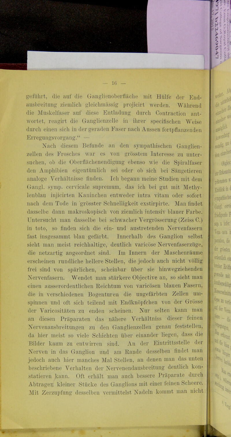 IG gtifUlirt, die auf die Ganglienoberfläclie mit Hülfe der Eiid- ausbreitimg ziemlich gleicbmässig grojicirt werden. AVälirend die Muskelfaser auf diese Entladung durch Contraction ant- wortet, reagirt die Ganglienzelle in ihrer specifischen Weise durch einen sich in der geraden Faser nach Aussen fortpflanzenden Erregungsvorgang.“ — Nach diesem Befunde an den S3'mpathisehen Ganglien- zellen des Frosches war es von grösstem Interesse zu unter- suchen, ob die (Jberflächenendigung ebenso wie die Spiralfaser den Amphibien eigentümlich sei oder ob sich bei Säugetieren analoge ^^eiliältnisse finden. Ich begann meine Studien mit dem Gangl. symp. cervicale supremum, das ich bei gut mit Methy- lenblau injicirten Kaninchen entweder intra vitani oder sofort nach dem Tode in grösster Schnelligkeit exstirpirte. Man findet dasselbe dann makroskopisch von ziemlich intensiv blauer Farbe. Untersucht man dasselbe bei schwacher Yergrösserung (Zeiss C.) in toto, so finden sich die ein- und austretenden Nervenfasern fast insgesammt blau gefärbt. Innerhalb des Ganglion selbst sieht man meist reichhaltige, deutlich varicöse Nervenfaserzüge, die netzartig angeordnet sind. Im Innern der Maschenräume erscheinen rundliche hellere Stellen, die jedoch auch nicht völlig frei sind von spärlichen, scheinbar über sie hinwegziehenden Nervenfasern. AVendet man stärkere Objective an, so sieht man einen ausserordentlichen Reichtum von varicösen blauen Fasern, die in verschiedenen Bogenturen die ungefärbten Zellen um- spinnen und oft sich teilend mit Endknöpfchen von der Grösse der Varicositäten zu enden scheinen. Nur selten kann man an diesen Präparaten das nähere Verhältniss dieser feinen Nervenansbreitungen zu den Ganglienzellen genau feststelleu, da hier meist so viele Schichten über einander liegen, dass die Bilder kaum zu entwirren sind. An der Eintilttsstelle der Nerven in das Ganglion und am Rande desselben findet man jedoch auch hier manches Mal Stellen, an denen man das unten beschriebene Yerhalten der Nervenendausbreitung deutlich kon- statieren liann. Oft erhält man auch bessere Präparate durch Abträgen kleiner Stücke des Ganglions mit einer feinen Scheere. ]\Iit Zerzupfung desselben A^ermittelst Nadeln kommt man nicht. ii* dich' ieB Gaü?l. i'eiTii - friefamleF sop. n. infer.' fTenatara ii ! paratioo, üe Rösten