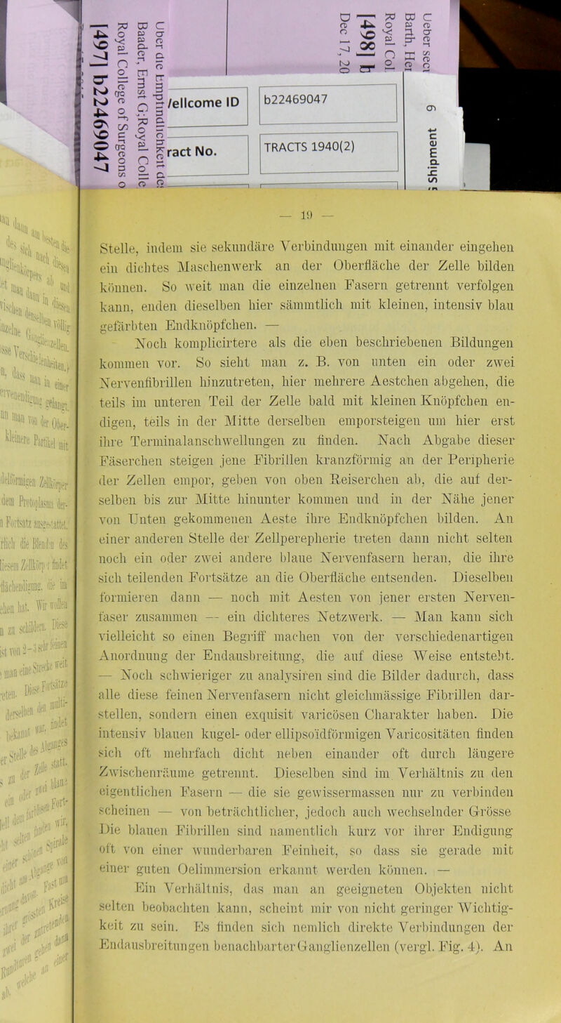 n> o rt) n 00 3. p* CT ro 1 1 n X C/l n o K) O er o_ a> Q :::/ellcome ID 7^ B - ^ p D- b22469047 ^ ^ractNo. i: a o JS TRACTS 1940(2) -I r <Ti C (U E a ''^lßreii,Mn Zdfclrpei- lit“™ Pretiiplijiiia k- «l'Ditsatz ausa^iatt?!. rlii'li die Blea:[;'a des liesem Zrlirpi Wet — 19 — Stelle, iiulein sie sekundäre Vcrbindmigeii mit einander eingelieii ein dichtes Masclienwerk an der Oberfläche der Zelle bilden können. So weit man die einzelnen Fasern getrennt verfolgen kann, enden dieselben hier sämmtlich mit kleinen, intensiv blan gefärbten Endknöpfchen. — Noch komplicirtere als die eben beschriebenen Bildungen kommen vor. So sieht man z. B. von unten ein oder zwei Nervenfibrillen hinzntreten, hier mehrere Aestchen abgehen, die teils im unteren Teil der Zelle bald mit kleinen Knöpfchen en- digen, teils in der Mitte derselben emporsteigen um hier erst ihre Terminalanschwellnngen zu Anden. Nach Abgabe dieser Fäserchen steigen jene Fibrillen kranzförmig an der Peripherie der Zellen empor, geben von oben Eeiserchen ab, die auf der- selben bis zur Mitte hinnnter kommen und in der Nähe jener von Unten gekommenen Aeste ihre Endknöpfchen bilden. An einer anderen Stelle der Zellperepherie treten dann nicht selten noch ein oder zwei andere blaue Nervenfasern heran, die ihre sich teilenden Fortsätze an die Oberfläche entsenden. Dieselben formieren dann — noch mit Aesten von jener ersten Nerven- faser zusammen — ein dichteres Netzwerk. — Man kann sich vielleicht so einen Begriff machen von der verschiedenartigen xlnordnung der Endausbreitnng, die auf diese Weise entsteht. — Noch schwieriger zu analj^siren sind die Bilder dadurch, dass alle diese feinen Nervenfasern nicht gleichmässige Fibrillen dar- stellen, sondern einen exquisit varicösen Charakter haben. Die intensiv blauen kngel- oder ellipsoidförmigen Varicositäten finden sich oft mehrfach dicht neben einander oft durch längere Zwischenräume getrennt. Dieselben sind im Verhältnis zn den eigentlichen Fasern — die sie gewissermassen nur zn verbinden scheinen — von beträchtlicher, jedoch auch wechselnder Grösse JFe blauen Filjrillen sind namentlich kurz vor ihrer Endigung oft von einer wunderbaren Feinheit, so dass sie gerade mit einer guten Oelimmersion erkannt werden können. — Ein Verhältnis, das man an geeigneten Objekten nicht selten beobachten kann, scheint mir von nicht geringer Wichtig- keit zn sein. Fs finden sich nemlich direkte VeiFindnngen der Endansbreitnngen benachbarter G anglienzellen (vergl. Fig. 4). An