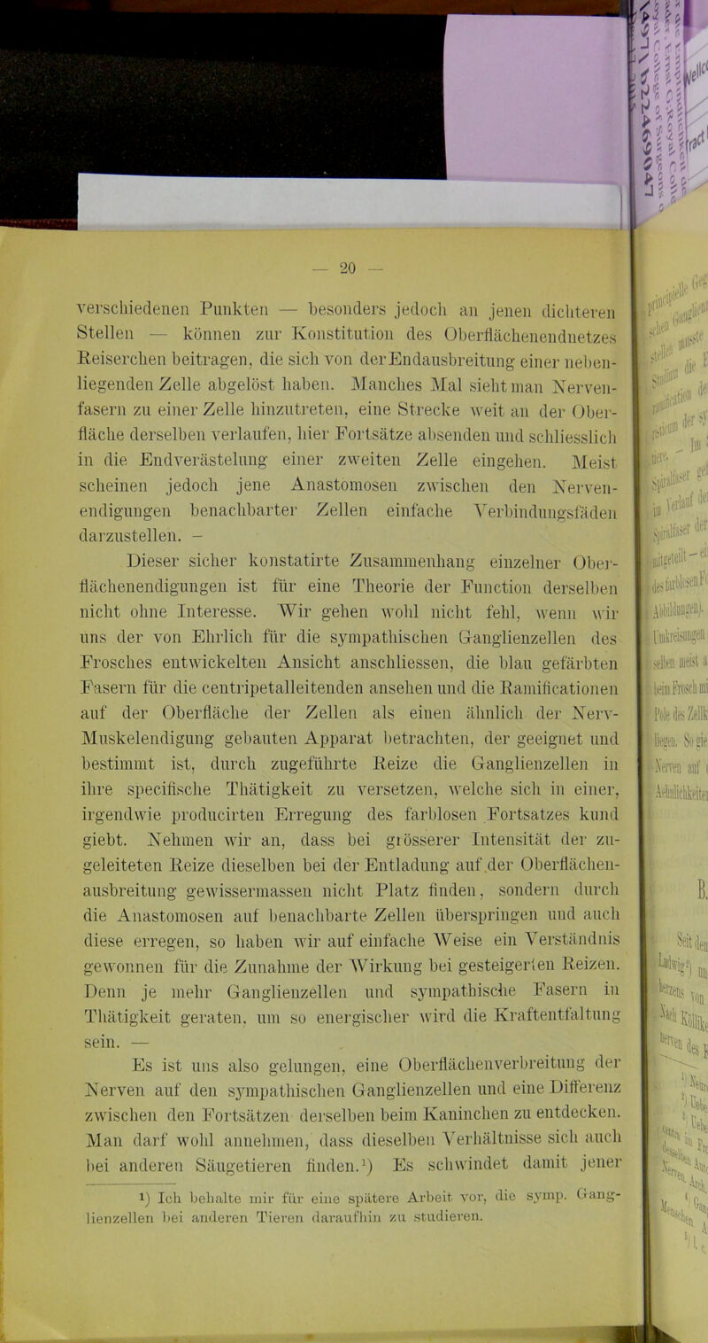 verschiedenen Punkten — besonders jedocli an jenen dichteren Stellen — können zur Konstitution des Oberllächenendnetzes ßeiserchen beitragen, die sich von der Endausbreitung einer iiel)en- liegenden Zelle abgelöst haben. Manches Mal sieht man Nerven- fasern zu einer Zelle hinzutreten, eine Strecke weit an der Ober- fläche derselben verlaufen, hier Fortsätze absenden und schliesslich in die Endverästelung einer zweiten Zelle eingehen. Meist scheinen jedoch jene Anastomosen zwischen den Nerven- endigungen benachbarter Zellen einfache A^erbindungsfäden darzustellen. - Dieser sicher konstatirte Zusammenhang einzelner Obej- flächenendigungen ist für eine Theorie der Function derselben nicht ohne Interesse. Wir gehen wohl nicht fehl, wenn wir uns der von Ehrlich für die sympathischen Granglienzellen des Frosches entwickelten Ansicht anschliessen, die blau gefärbten Fasern für die centripetalleitenden ansehen und die Ramificationen auf der Oberfläche der Zellen als einen ähnlich der Nerv- Muskelendigung gebauten Apparat betrachten, der geeignet und bestimmt ist, durch zugeführte Reize die Ganglienzellen in ihre specifische Thätigkeit zu versetzen, welche sich in einer, irgendwie producirten Erregung des farblosen Fortsatzes kund giebt. Nehmen wir an, dass bei giösserer Intensität der zu- geleiteten Reize dieselben bei der Entladung auf .der Oberflächen- ausbreitung gewissermassen nicht Platz finden, sondern durch die Anastomosen auf benachbarte Zellen überspringen und auch diese erregen, so haben wir auf einfache AVeise ein Verständnis gewonnen für die Zunahme der AVirkung bei gesteigerlen Reizen. Denn je mehr Ganglienzellen und sympathische Fasern in Thätigkeit geraten, um so energischer wird die Kraftentfaltung sein. — Es ist uns also gelungen, eine Oberflächenverbreitung der Nerven auf den sympathischen Ganglienzellen und eine Differenz zwischen den Fortsätzen derselben beim Kaninchen zu entdecken. Man darf wohl annehmen, dass dieselben ATrhältnisse sich auch hei anderen Säugetieren finden.^) Es schwindet damit jener 1) Ich behalte mir für eine spätere Arbeit vor, die symp. Gang- lienzellen hei anderen Tieren daraufhin zu studieren. .#> G' 11 ,r liif i,i#’ ■iitioii (lei Id tiere- ;jer lief j sjijpiiltaee' KieM'i 110' AUDlluiuir“/' vdl« meist a lieiiiFroscIflii PoleteZfllk liesti. Sütif Aelmliclikeitei ' ‘'eiih h