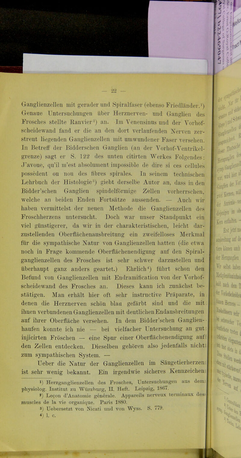 Ganglienzellen mit gerader und Spiralfaser (ebenso Friedländer.’) Genaue Untersucliungen über Herznerven- und Ganglien des Frosches stellte Ranvieran. Im Venensinus und der Vorliof- scheidewand fand er die an den dort verlaufenden Xerven zer- streut liegenden Ganglienzellen mit umwundener Faser versehen, ln Betreff der Bidderschen Ganglien (an der Yorhof-Ventrikel- grenze) sagt er S. 122 des unten citirten Werkes Folgendes: d’avoue, qu’il m’est absolument impossible de dire si ces cellules possedent ou non des fibres spirales. In seinem technischen Lehrbuch der Histologie’’) giebt derselbe Autor an, dass in den Bidder’schen Ganglien spindelförmige Zellen vorherrschen, Avelche an beiden Enden Fortsätze aussenden. — Auch wir haben vermittelst der neuen Methode die Ganglienzellen des Froschherzens untersucht. Doch war unser Standpunkt ein viel günstigerer, da wir in der charakteristischen, leicht dar- zustellenden Oberttächenausbreitung ein zweifelloses Merkmal für die sympathische Natur von Ganglienzellen hatten (die etwa noch in Frage kommende Oberflächenendigung auf den Spiral- ganglienzellen des Frosches ist sehr schwer darzustellen und überhaupt ganz anders geartet.) Ehrlich'’) führt schon den Befund von Ganglienzellen mit Endramiffcation von der Vorhof- scheidewand des Frosches an. Dieses kann ich zunächst be- stätigen. Man erhält hier oft sehr instructive Präparate, in denen die Herznerven schön blau gefärbt sind und die mit, ihnen verbundenen Ganglienzellen mit deutlichen Endausbreitungen auf ihrer Oberfläche versehen. In dem Bidder’schen Ganglien- haufen konnte ich nie — bei vielfacher Untersuchung an gut. injicirten Fröschen — eine Spur einer Oberflächenendigung auf den Zellen entdecken. Dieselben gehören also jedenfalls nicht! zum sympathischen System. — Ueber die Natur der Ganglienzellen im Säugetierherzen^ ist sehr wenig bekannt. Ein irgendwie sicheres Kennzeichen 1) Herzganglienzellen des Frosches, Untersucliungen aus dem’ physiolog. Institut zu Würzburg, II. Heft. Leipzig, 1867. *) Le9on d’Anatomie generale. Appai’eils nerveux terminaux deS' muscles de la vie organique. Paiis 1880. 3) Uebersetzt von Nicati und von Wyss. S. 779. ’) 1. c. t e ■llä*** * u olifii 2,Vfi Kl’™''”' i Aiii'ifiili’ üllt |i‘jeiiigd> Kern eiitliiiltf’i'- - Erd jetzt Dai aoskitig aef de tiere können anch der Herzjanlieii Ihr selk lialien o o SBKSKSr