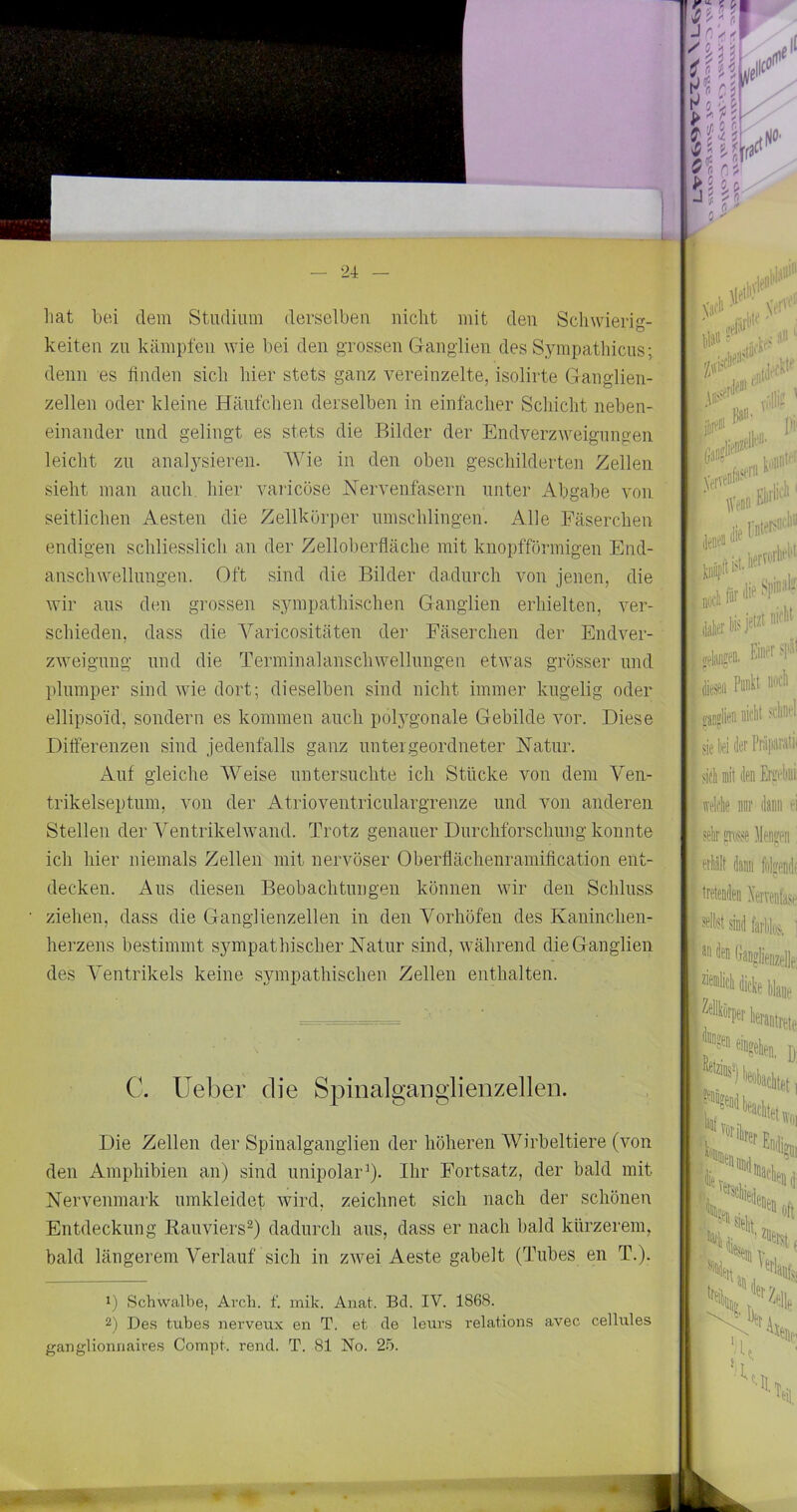 liat bei dem Studium derselben nicht mit den Schwierig- keiten zu kämpfen wie bei den grossen Grangdien des Sympathicus; denn es finden sich hier stets ganz vereinzelte, isolirte Ganglien- zellen oder kleine Häufchen derselben in einfacher Schicht neben- einander und gelingt es stets die Bilder der Endverzweigungen leicht zu analysieren. Wie in den oben geschilderten Zellen sieht man auch, hier varicose Nervenfasern unter Abgabe von seitlichen Aesten die Zellkörper umschlingen. Alle Fäserchen endigen schliesslich an der Zelloherfläche mit knopfförmigen End- anschwellungen. Oft sind die Bilder dadurch von jenen, die wir aus den grossen sympathischen Ganglien erhielten, ver- schieden, dass die Varicositäten der Fäserchen der Endver- zweignng und die Terminalanschwellungen etwas grösser und plumper sind wie dort; dieselben sind nicht immer kugelig oder ellipsoid, sondern es kommen auch polygonale Gebilde vor. Diese Differenzen sind jedenfalls ganz untergeordneter Natur. Auf gleiche Weise untersuchte ich Stücke von dem Ven- trikelseptum, von der Atrioventriculargrenze und von anderen Stellen der Ventrikelwand. Trotz genauer Durchforschung konnte ich hier niemals Zellen mit nervöser Oberflächenramification ent- decken. Aus diesen Beobachtungen können wir den Schluss ziehen, dass die Ganglienzellen in den Vorhöfen des Kaninchen- herzens bestimmt sjnnpathischer Natur sind, während die Ganglien des Ventrikels keine sympathischen Zellen enthalten. C. lieber die Spinalganglienzellen. Die Zellen der Spinalganglien der höheren Wirbeltiere (von den Amphibien an) sind unipolar^). Ihr Fortsatz, der bald mit Nervenmark umkleidet wird, zeichnet sich nach der schönen Entdeckung Rauviers^) dadurch aus, dass er nach bald kürzerem, bald längerem Verlauf sich in zwei Aeste gabelt (Tubes en T.). 1) Schwalbe, Avch. f. mik. Anat. Bd. IV. 1868. 2) Des tubes nervetix en T. et cle leurs relations avec cellules ganglionnaires Compt. rend. T. 81 No. 2b. ' bw«'”- I* f. rii (, IW'*-' l|a[f notll ix Werte ; feil Pute' ; OTglien iiiiiit I i{ sie lei der j i sitli iMlen Eri'i'liui: weldie ir ilanii r b;, jelir p« ]leo?en i; • ei'liält dann folffendf 1. tretenden Xerraifa.ci' : '|*sind ferlfe de iB^tzinsäi öditet,,, -P'tlr,!,. “'Mi I Ifl “'Hilf, , i: Ss* Tm V. skHZil